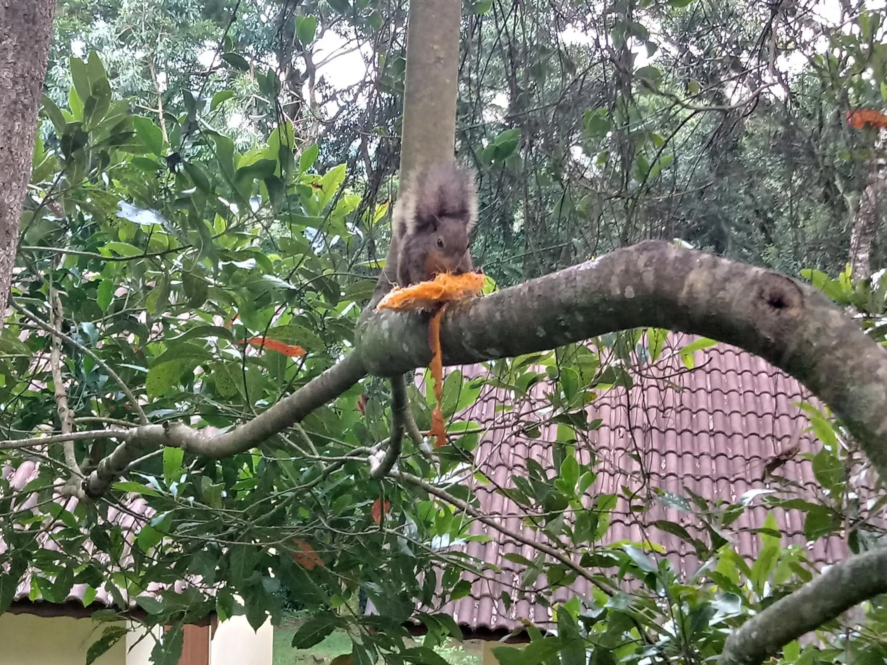 Natural landscape in Pousada Amanita Monte Verde