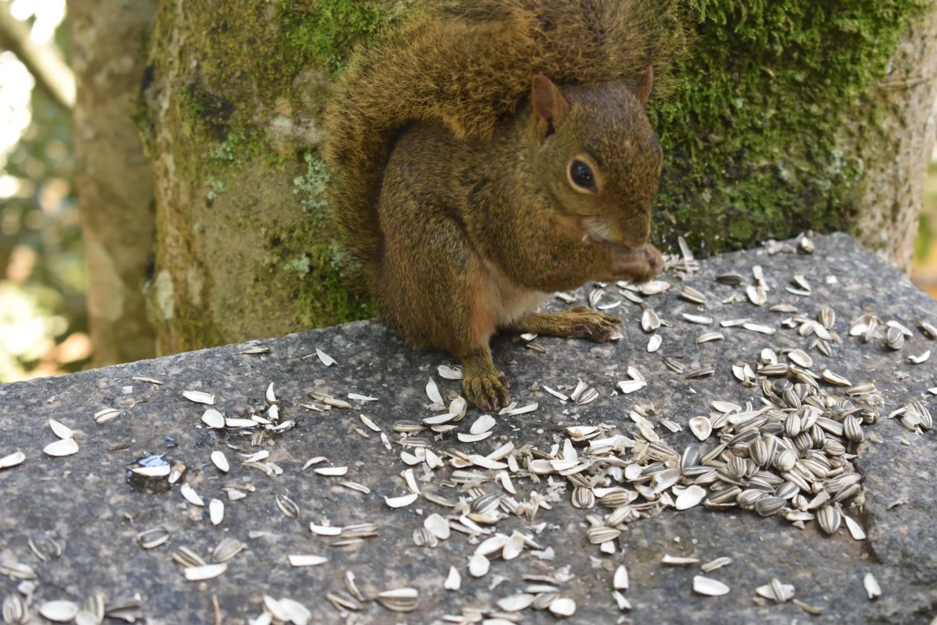 Animals in Pousada Amanita Monte Verde