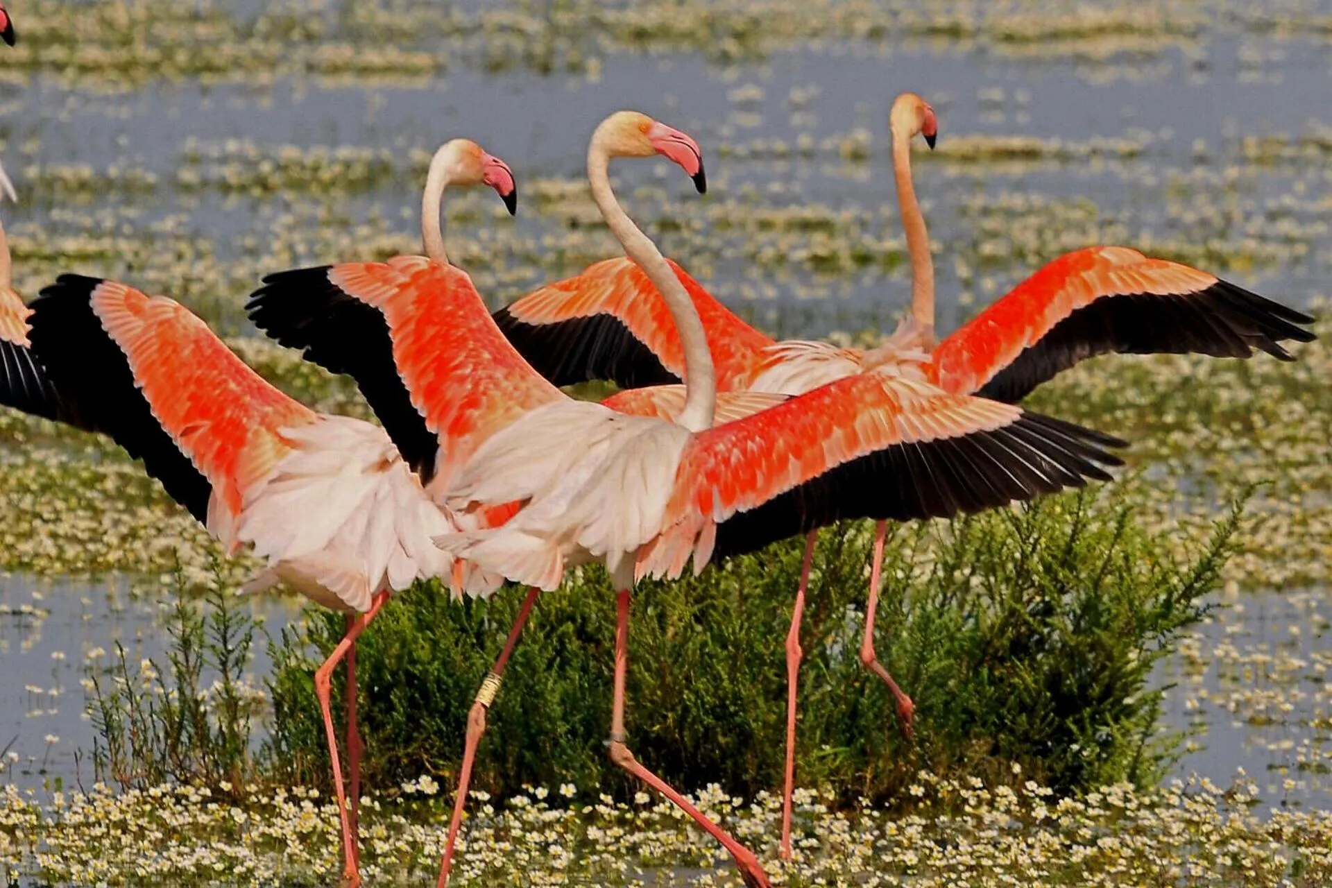Natural landscape in Hospedarte Arenas de El Rocio