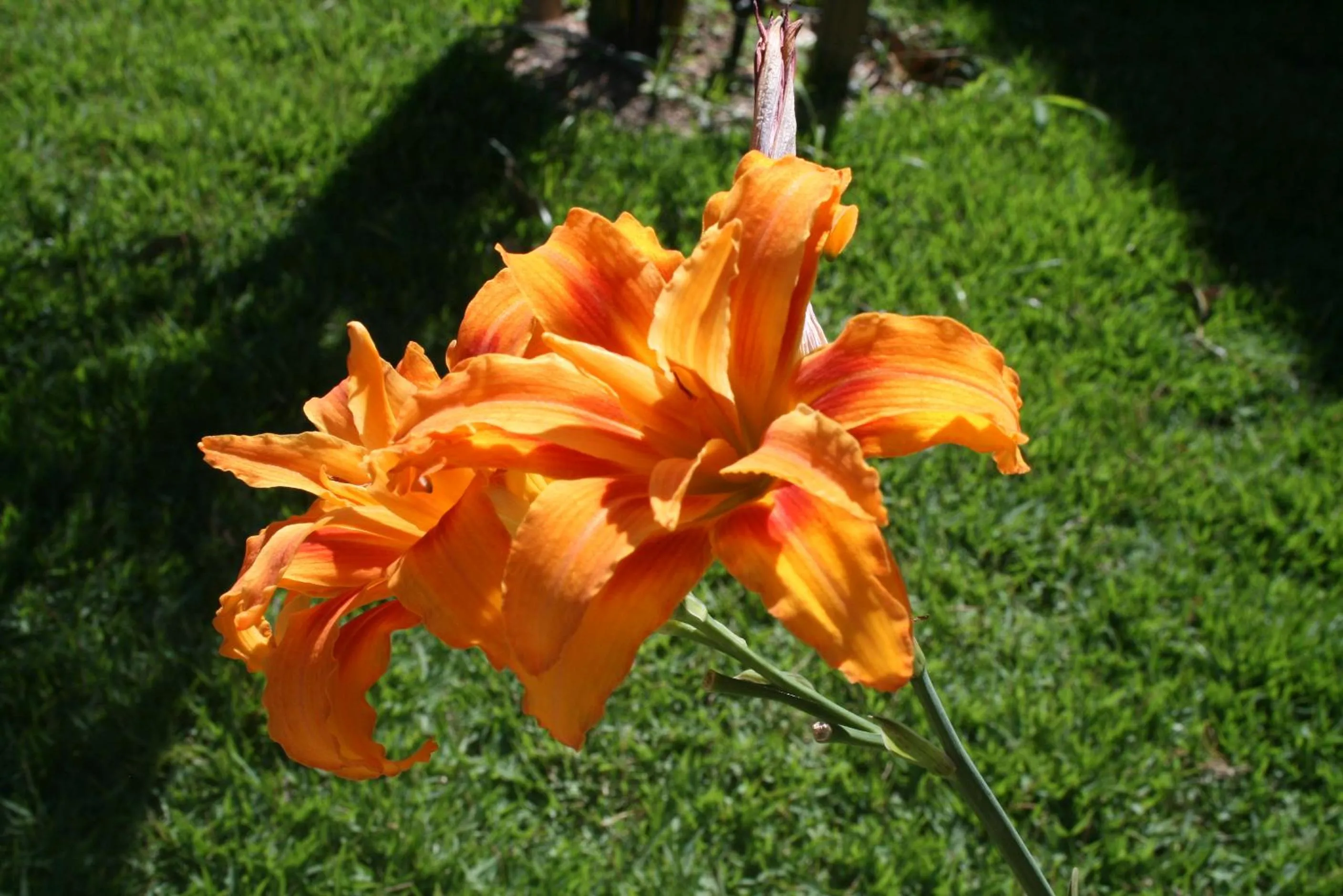 Santa Monica Hospedaria