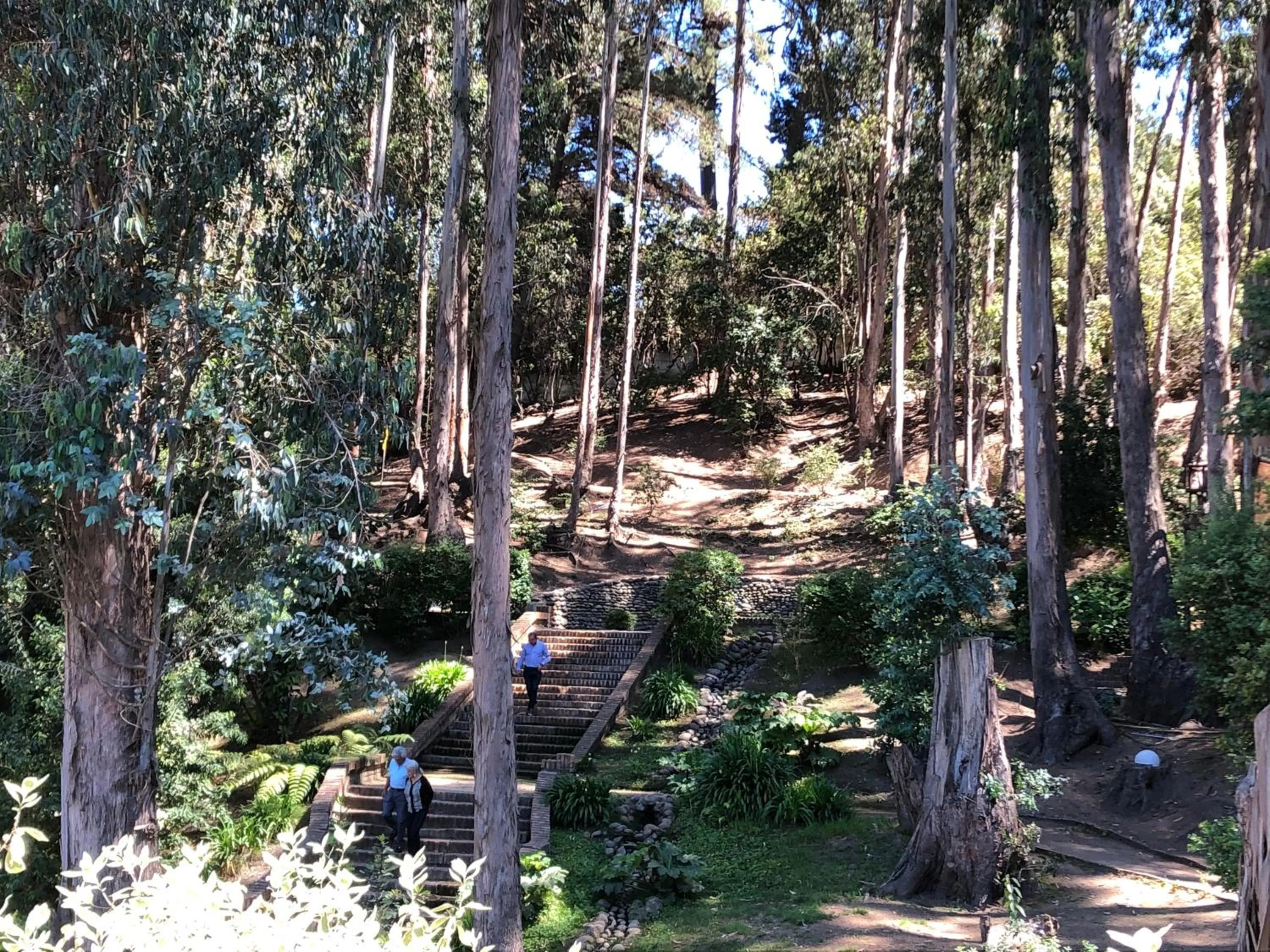 Natural landscape in Hotel Bosque de Reñaca