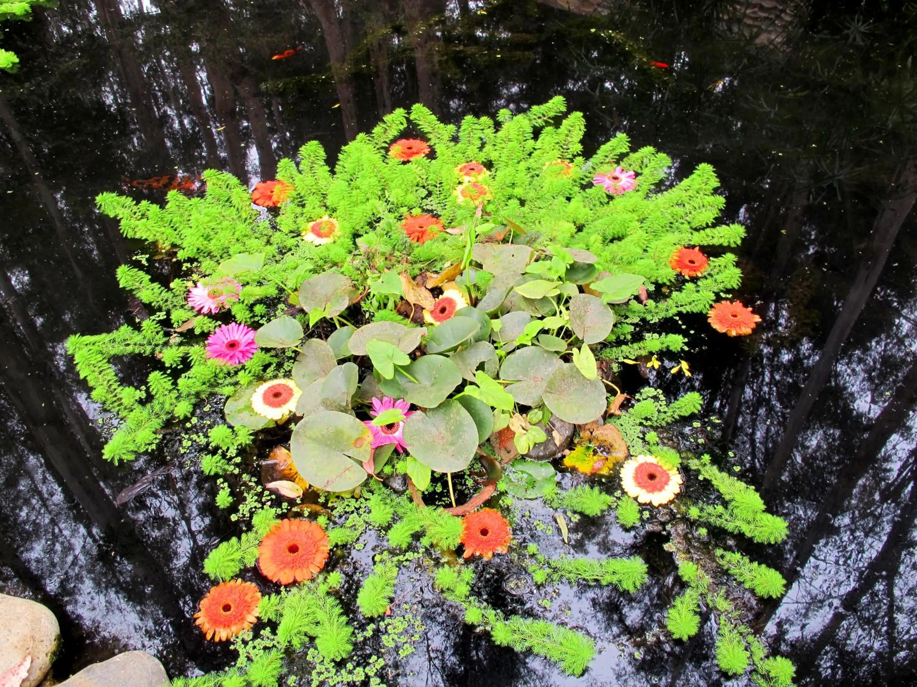 Garden in Hotel Bosque de Reñaca