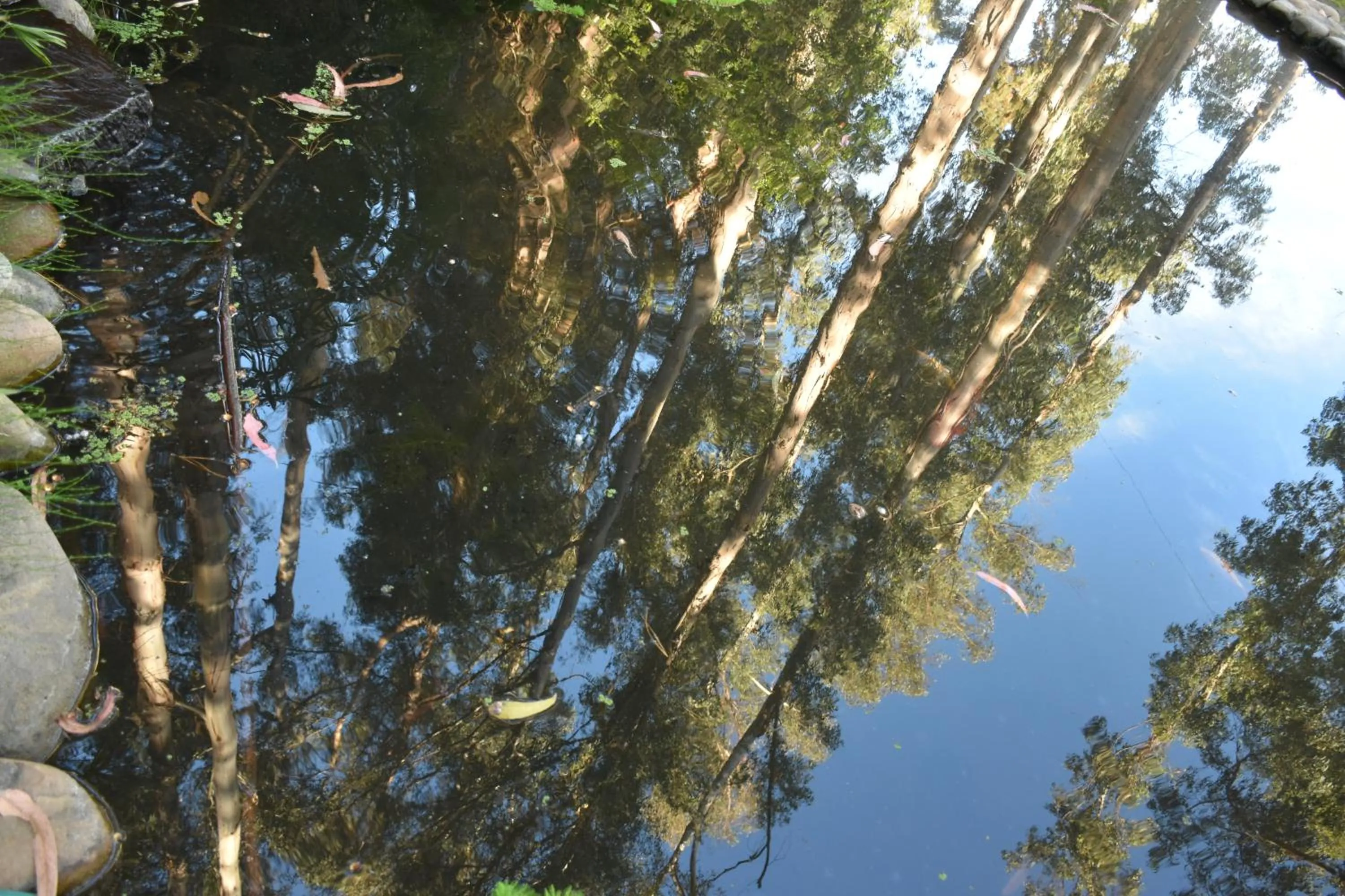 Other in Hotel Bosque de Reñaca