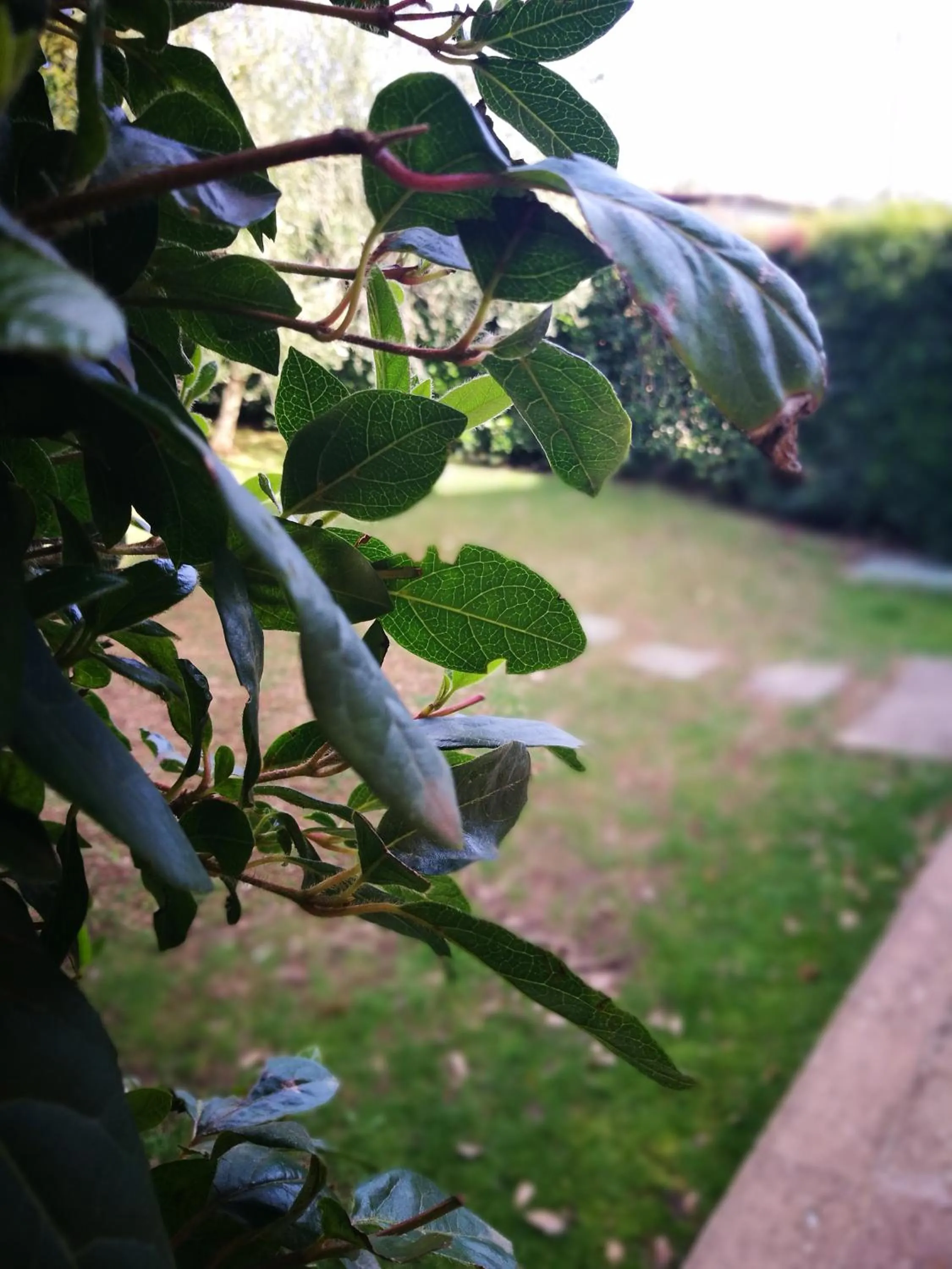 Garden view in Podere La Branda