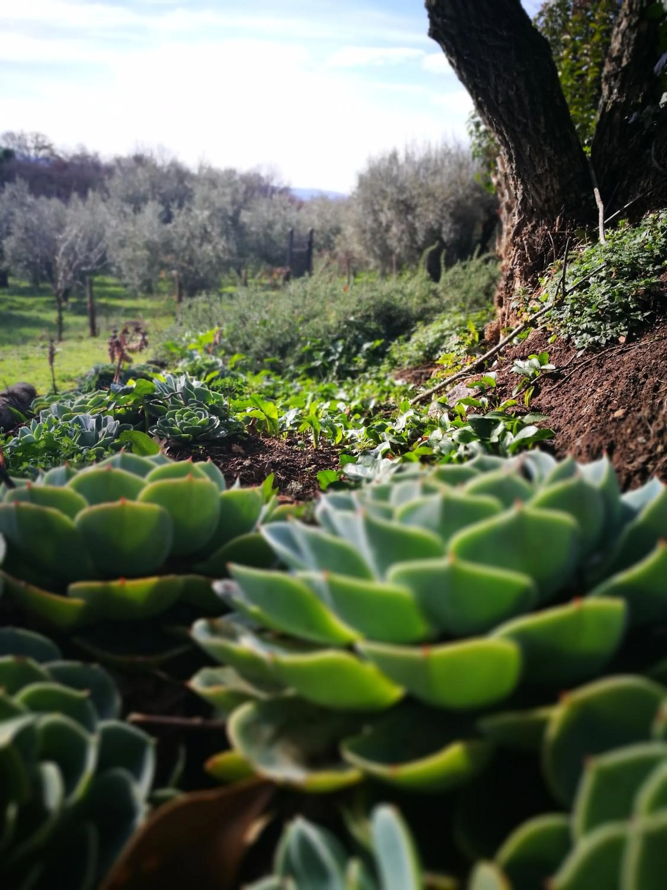 Garden in Podere La Branda