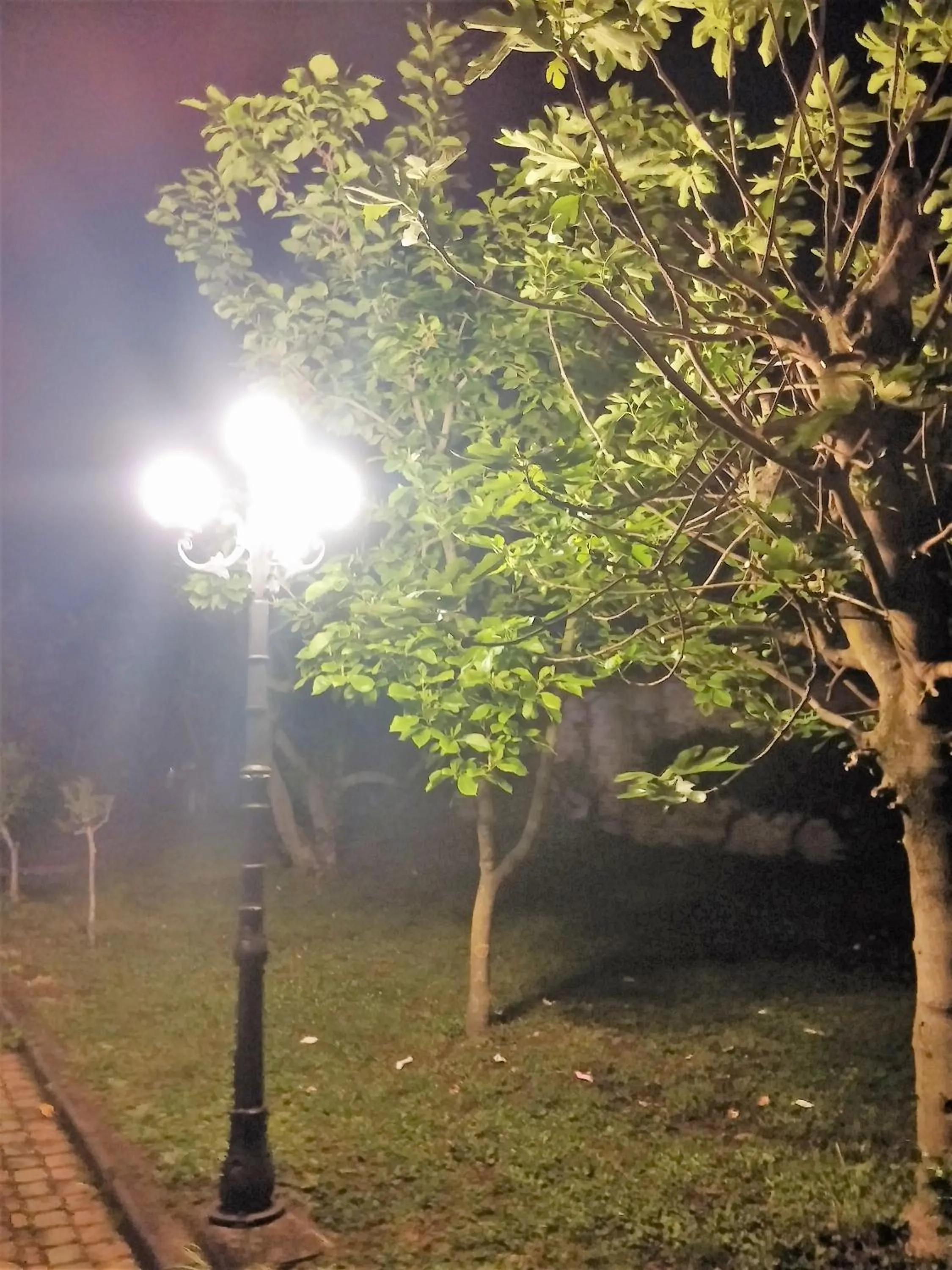 Garden view in Hotel Damian Park Hotel Delle Magnolie