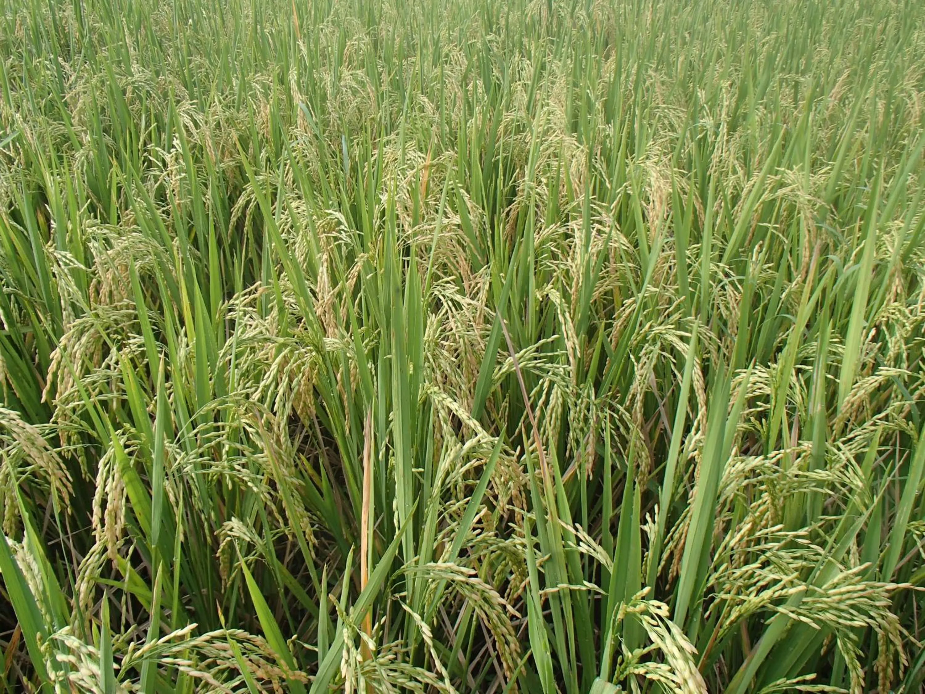 Natural landscape in Askara Guest House & Hostel