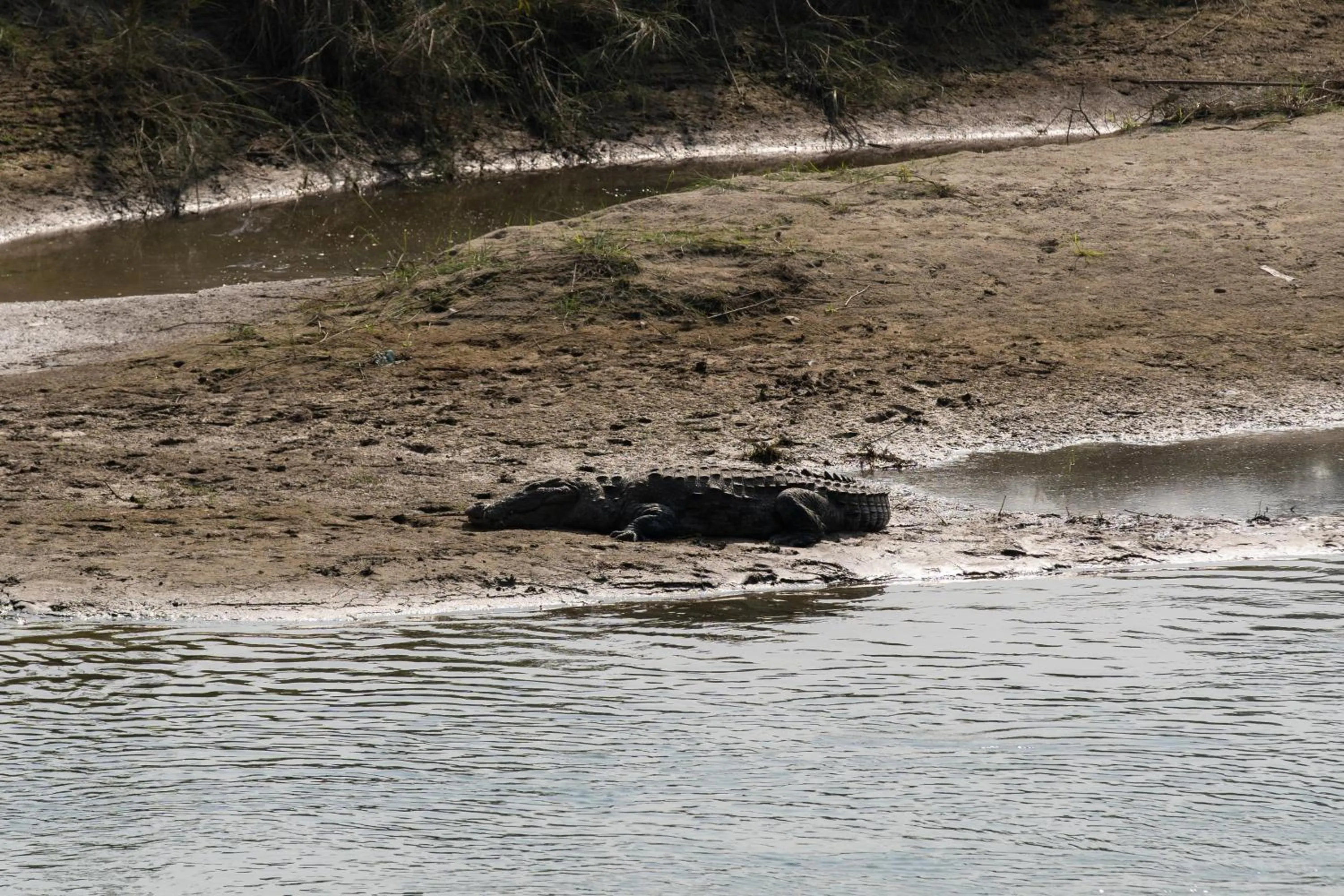 Animals in Jungle Villa Resort - Near Chitwan National Park