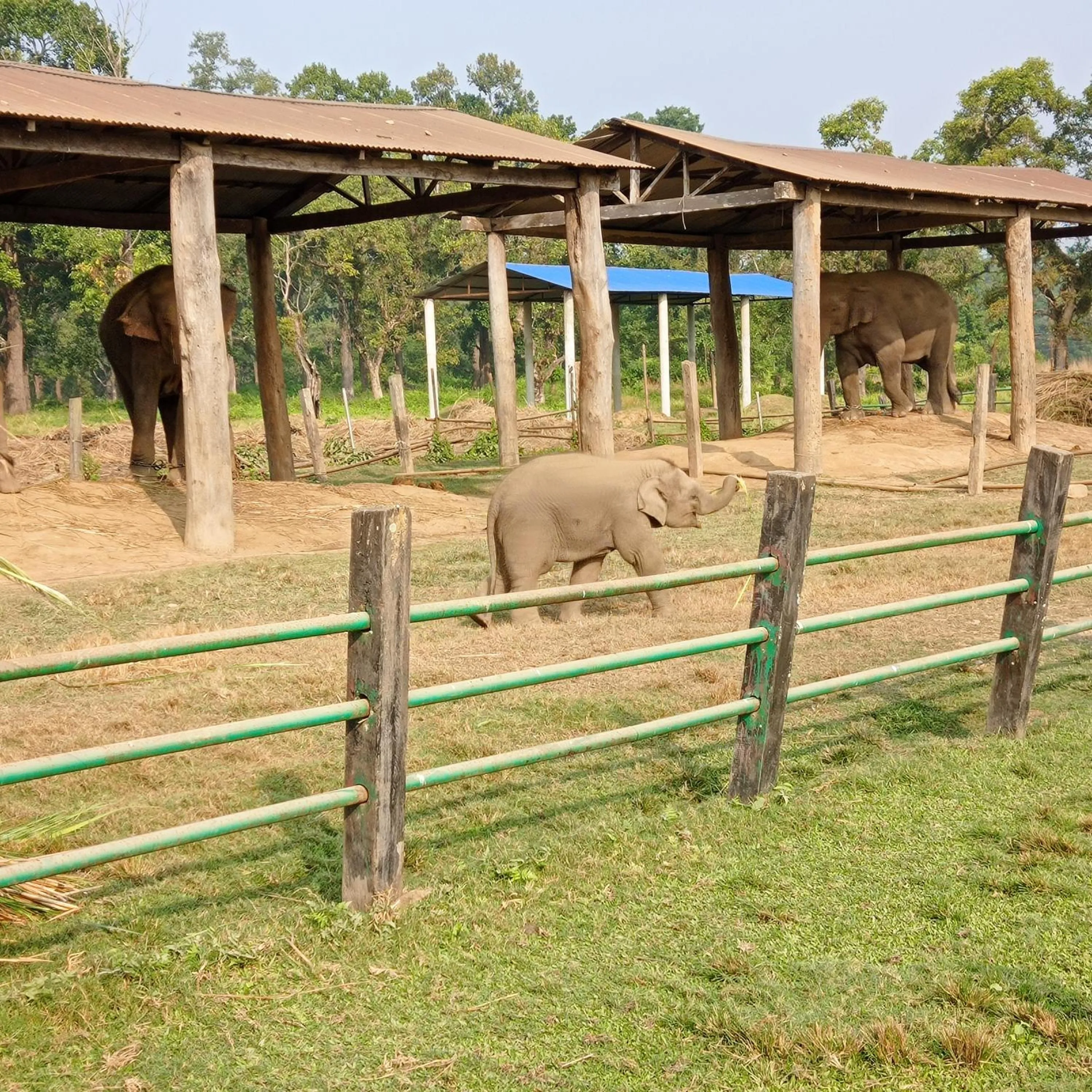 Tiger Residency Resort