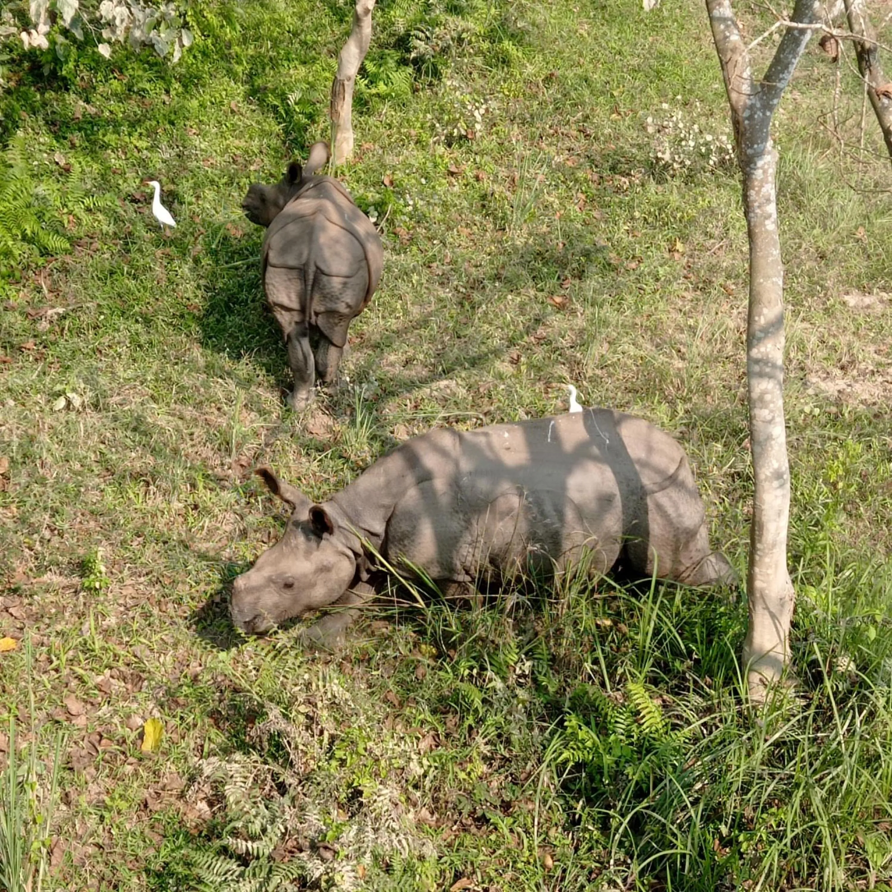 Tiger Residency Resort