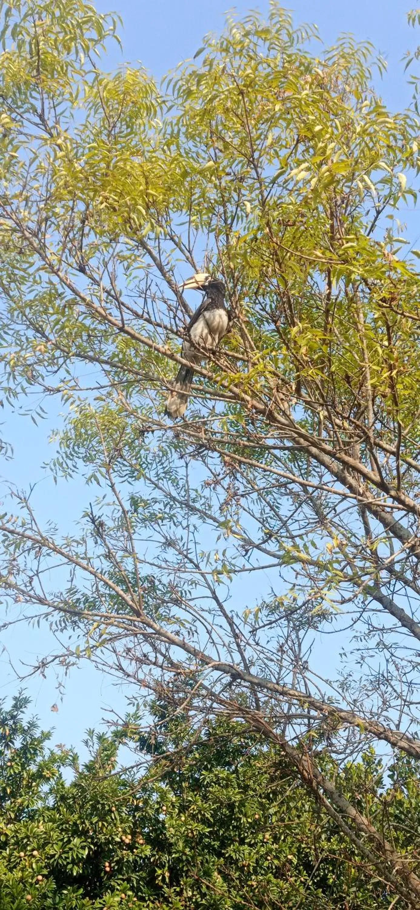 Tiger Residency Resort