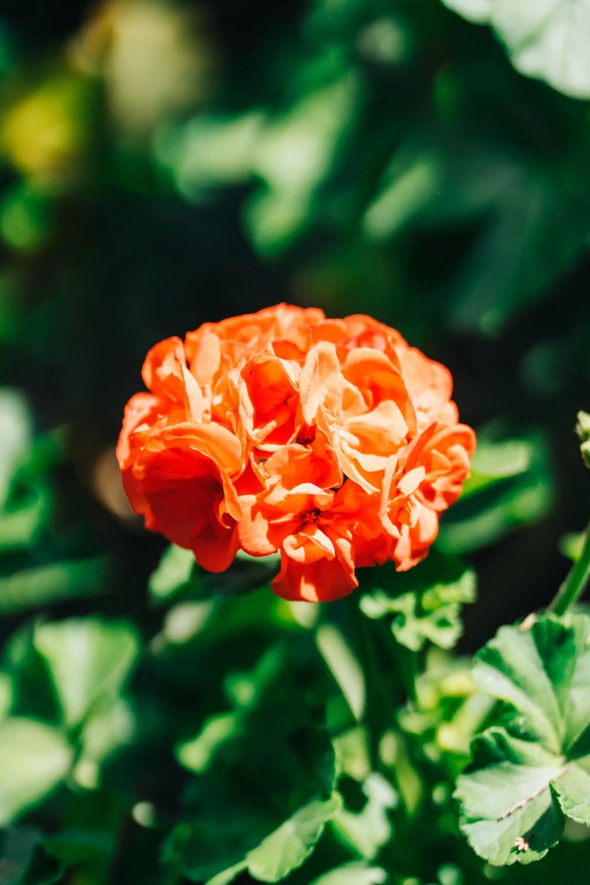 Garden in Mansion Alcazar