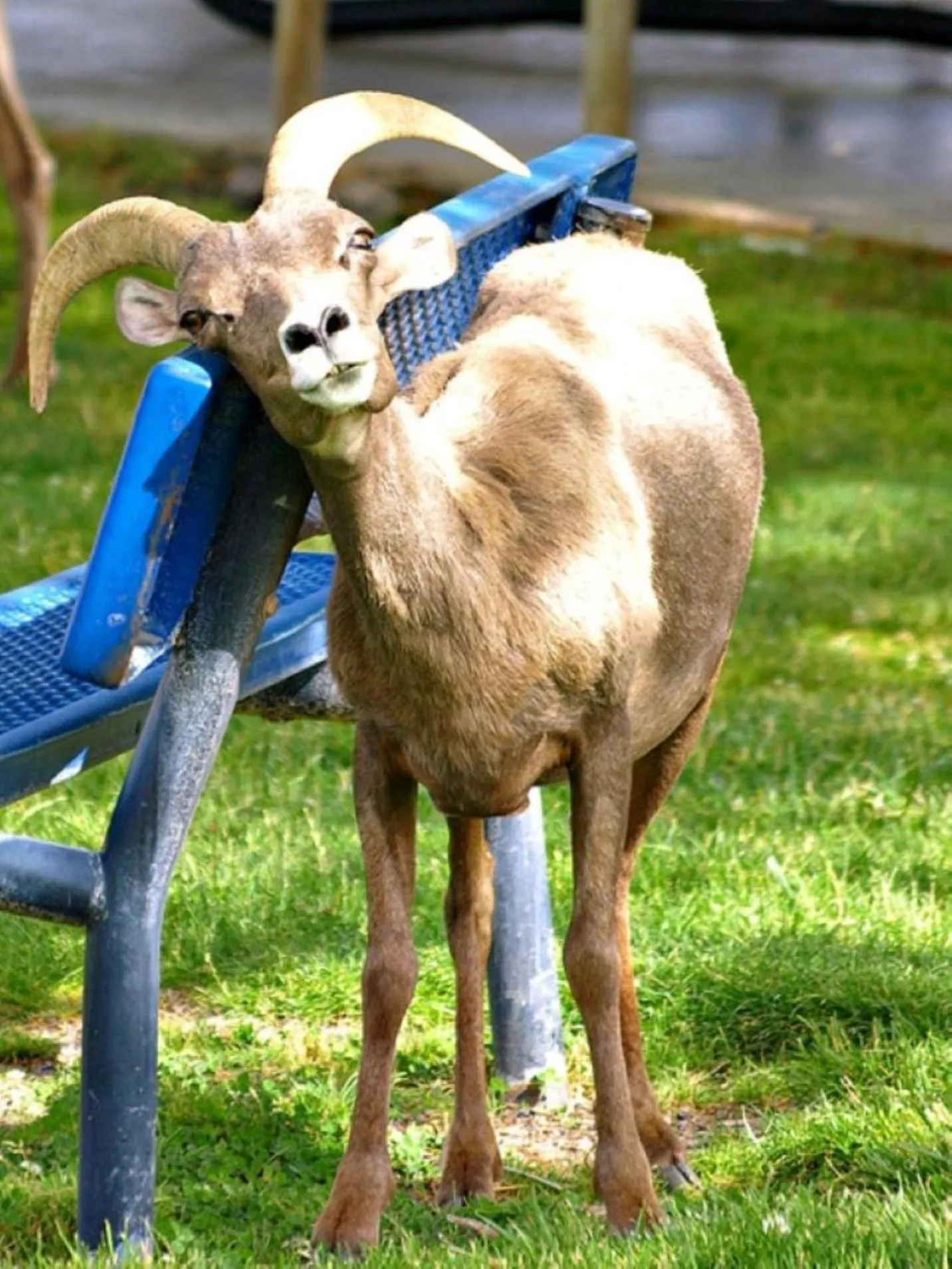 Day in Lake Mead Inn