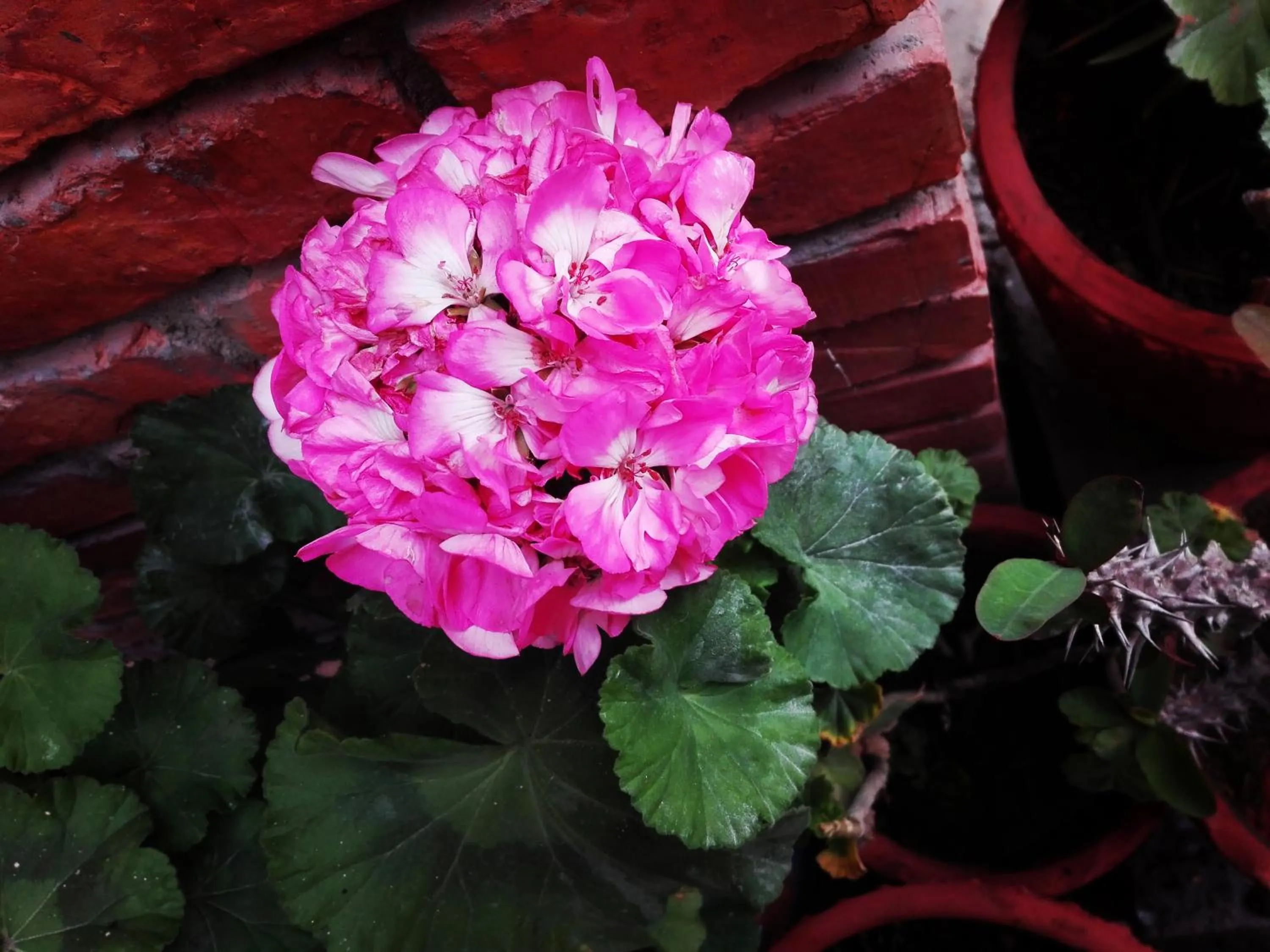 Property building in kayastha restaurant & lodge