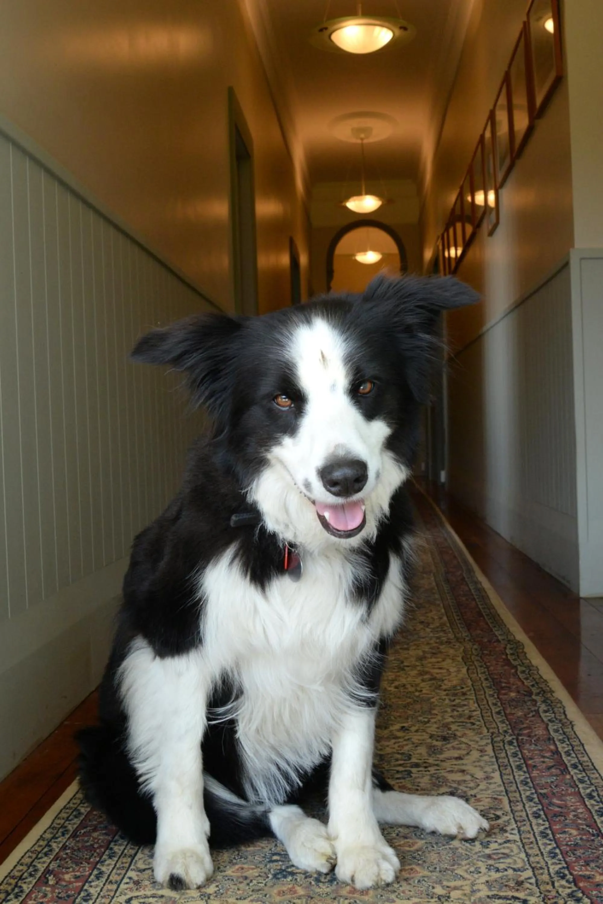 Pets in Connemara Country Lodge