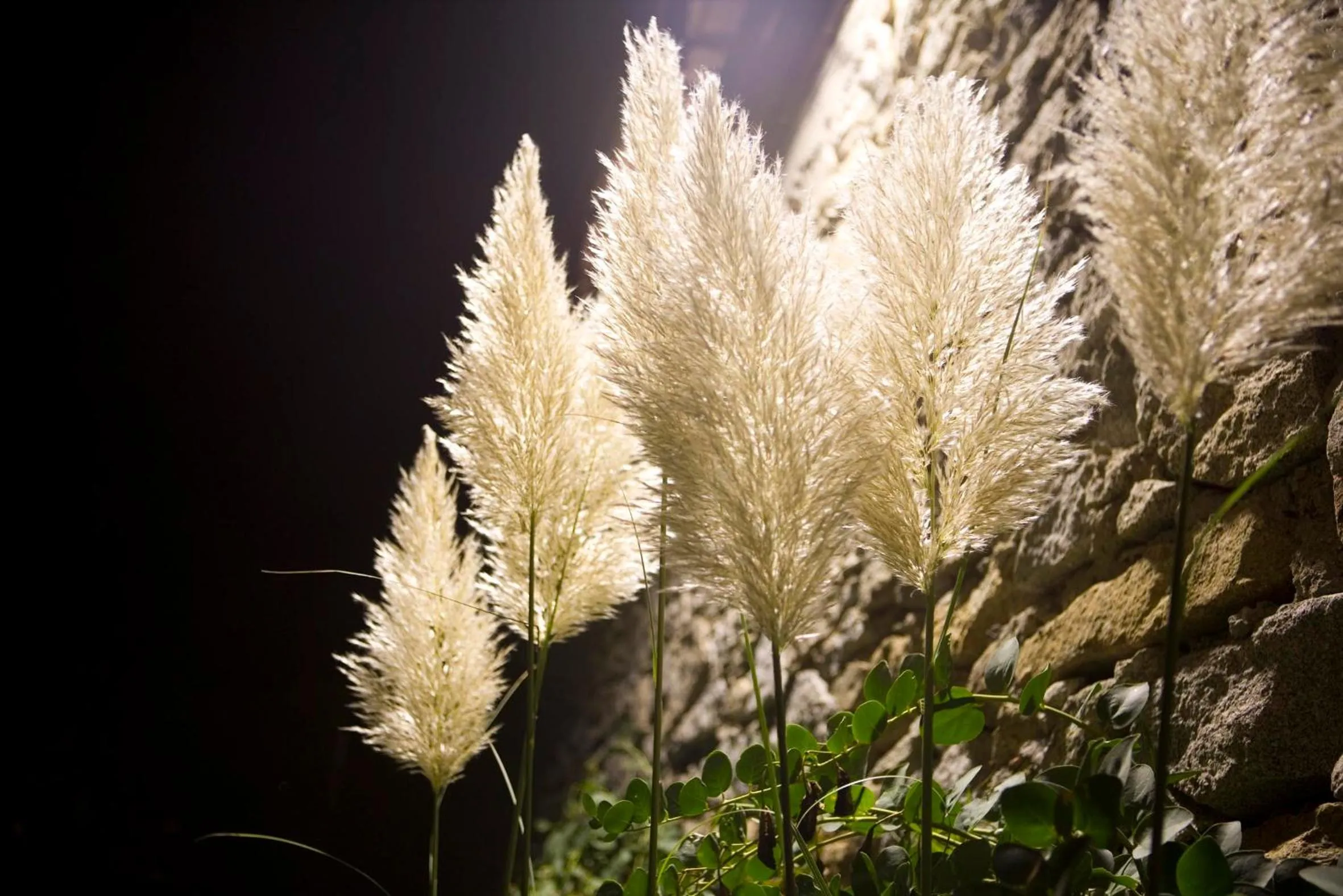 Garden in Hotel Cernia Isola Botanica