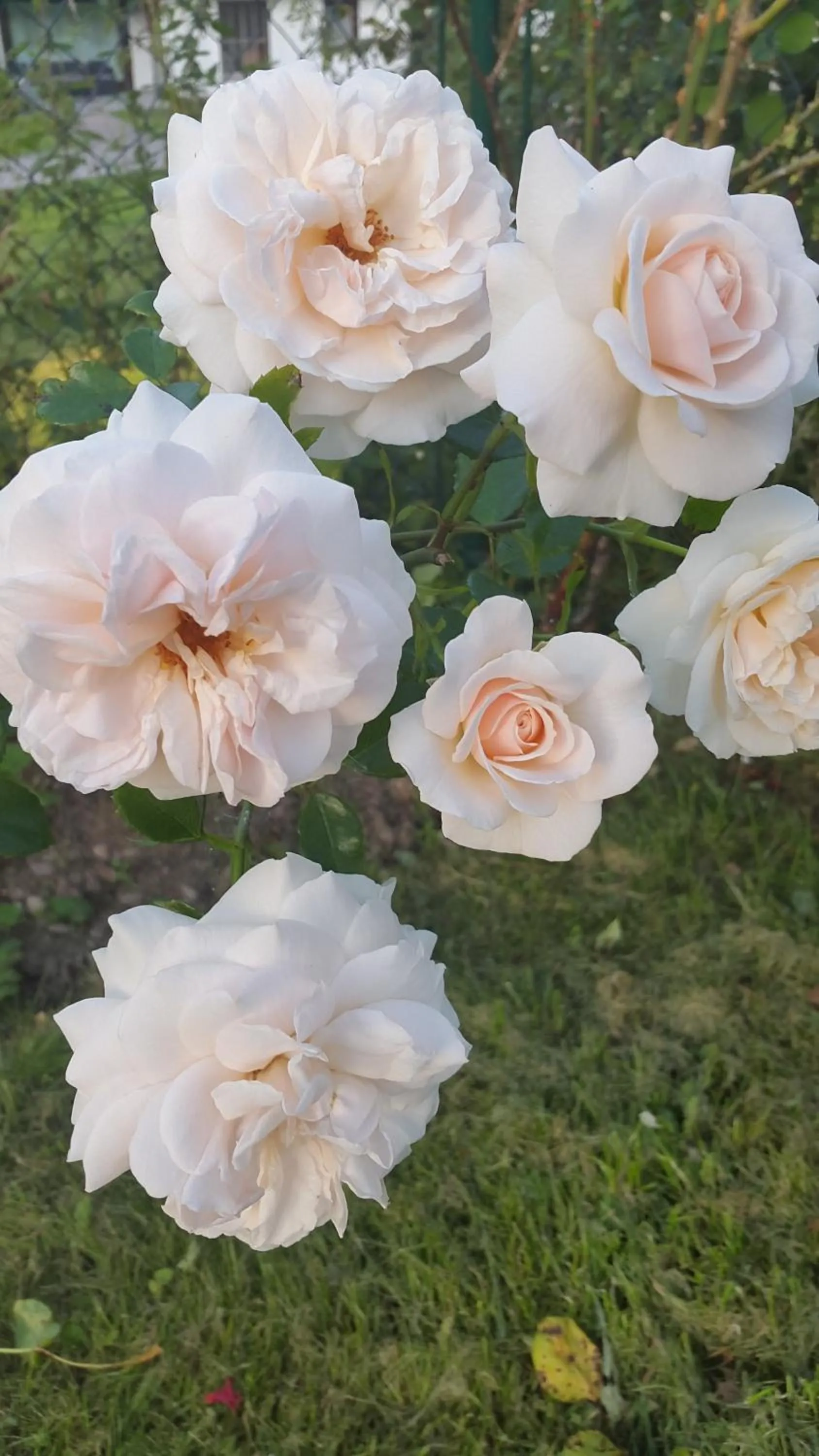 Day in Waldhotel Rennsteighöhe