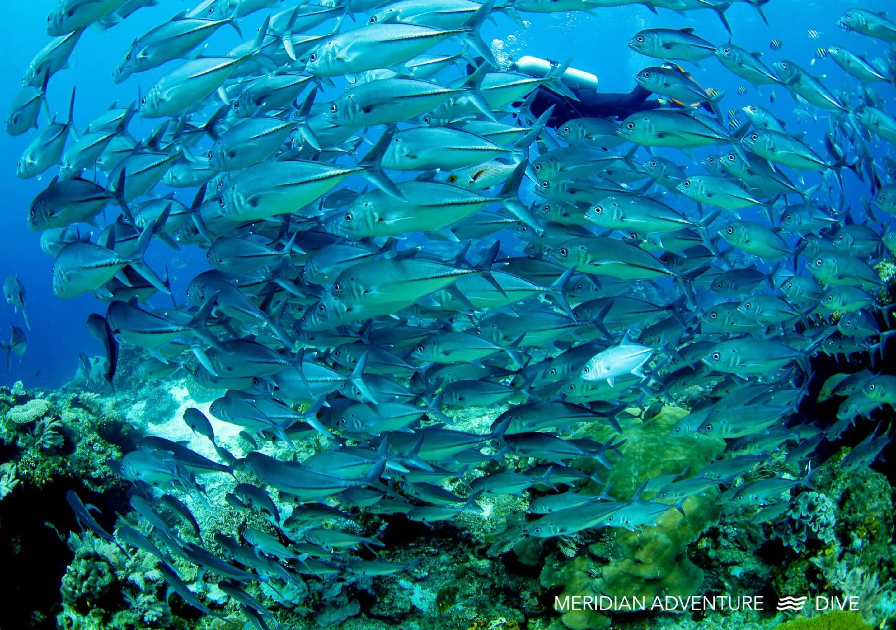 Activities in Meridian Adventure Marina Club & Resort