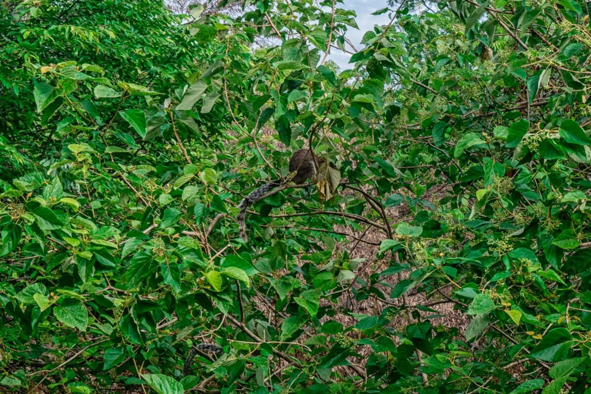 Animals in Wildescape Polonnaruwa