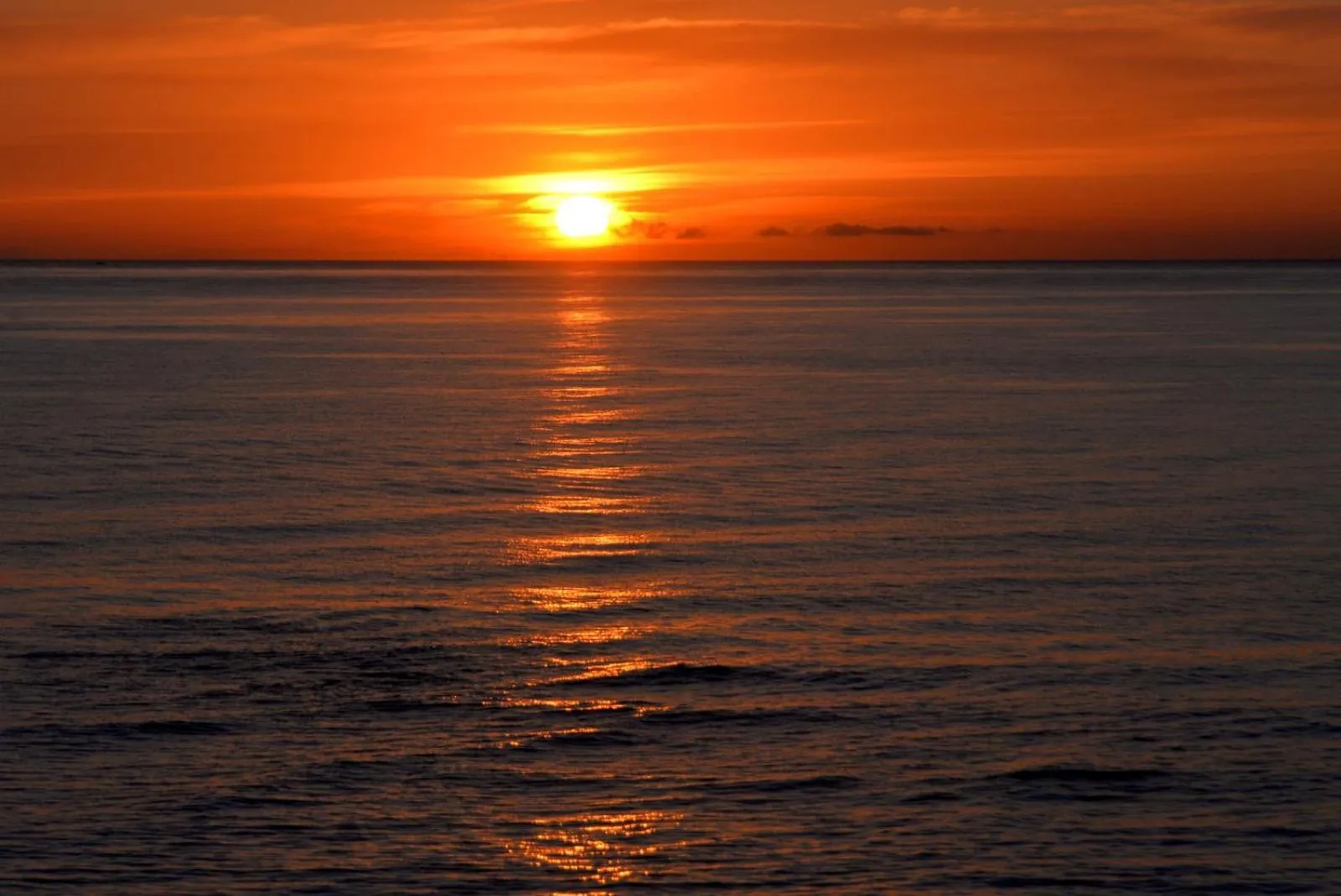 Gatto Bianco Casalabate