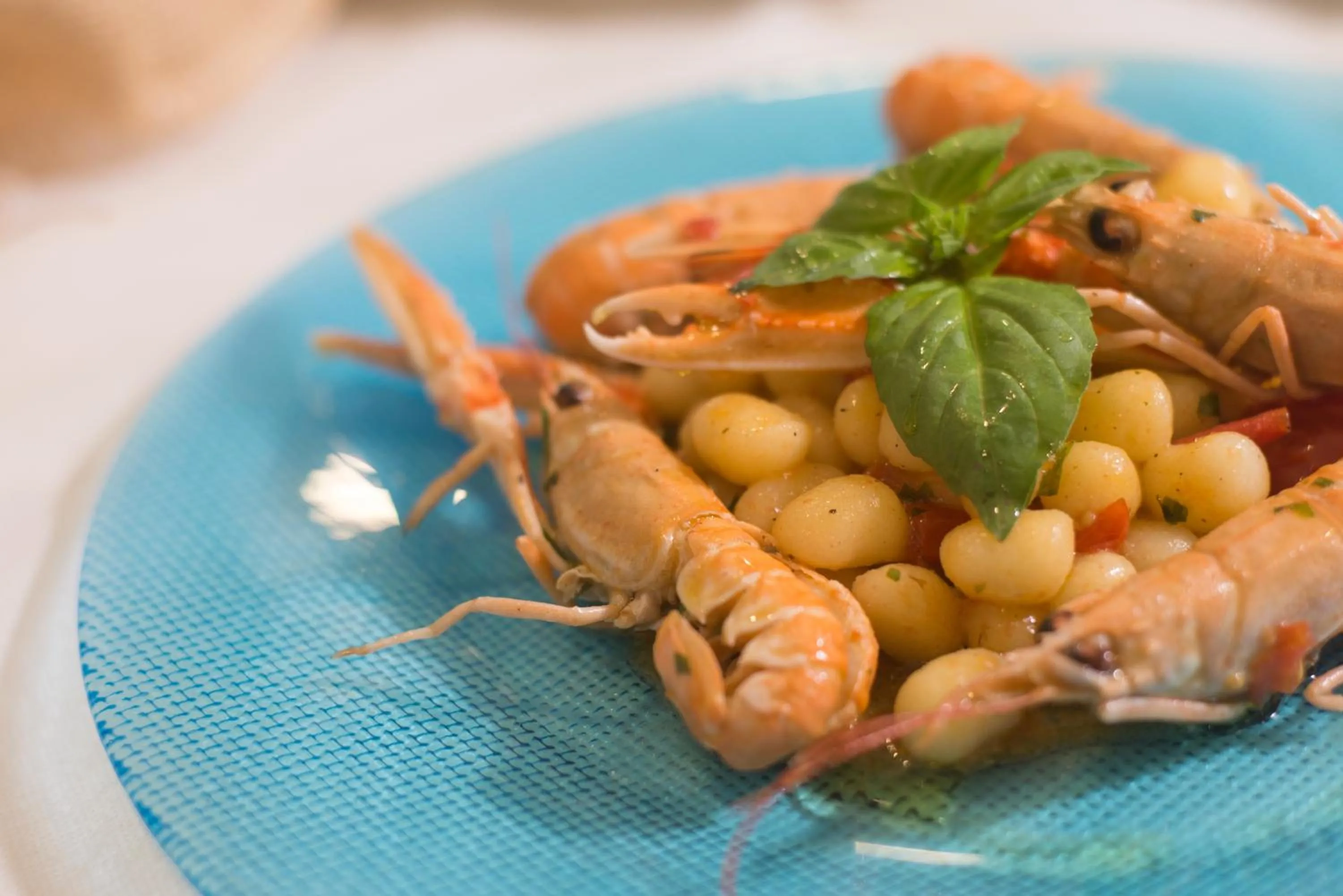 Gatto Bianco Casalabate