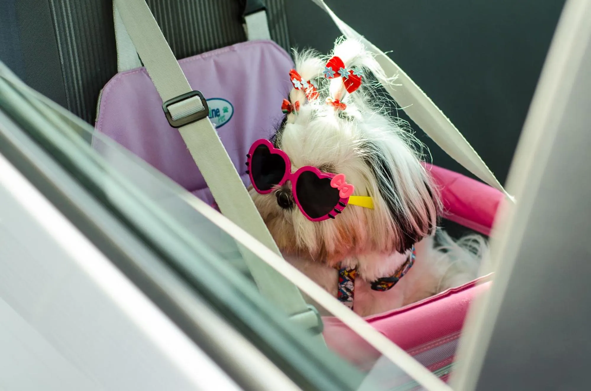 Pets in Nord Easy Green Sunset