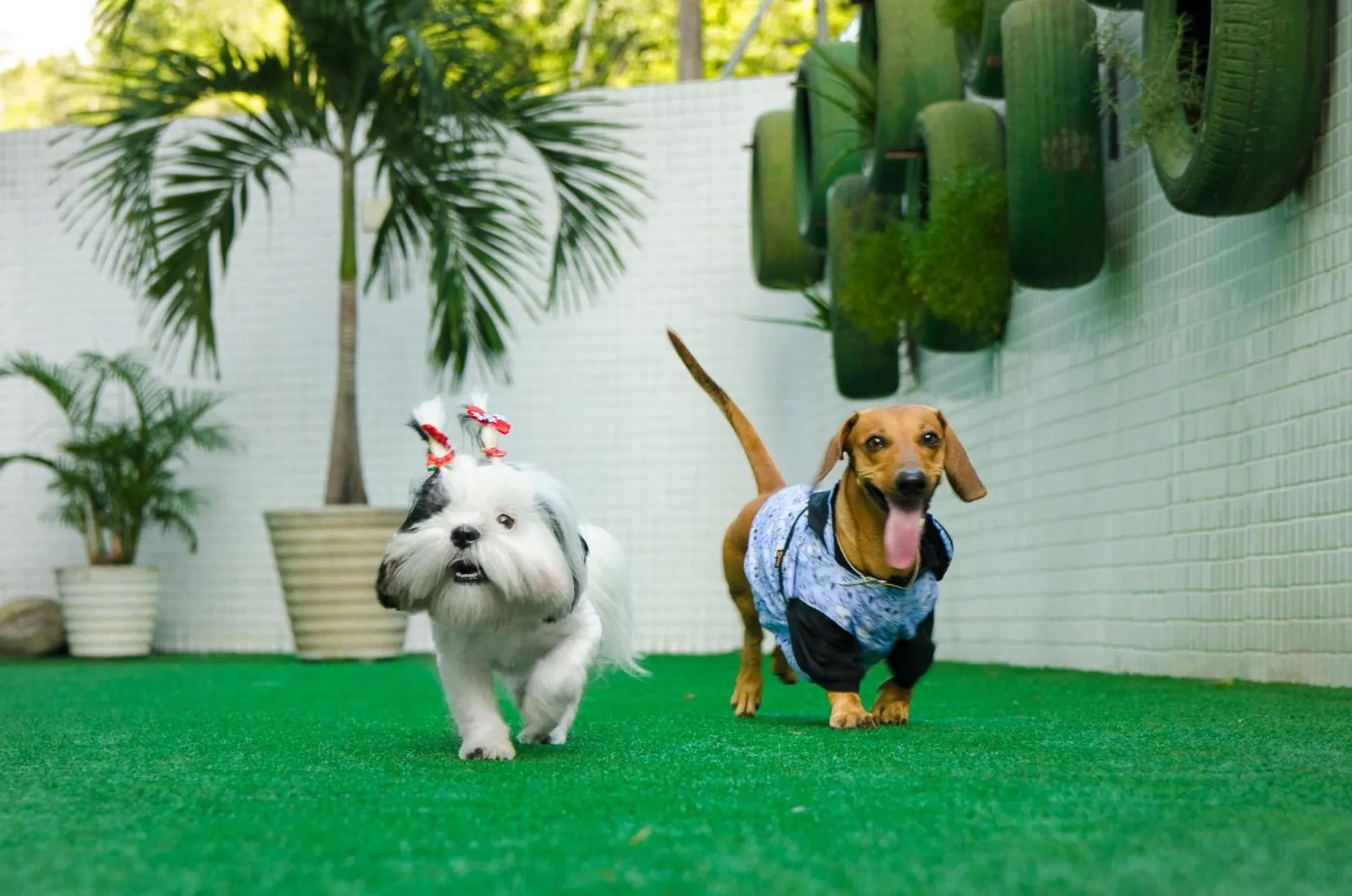 Pets in Nord Easy Green Sunset