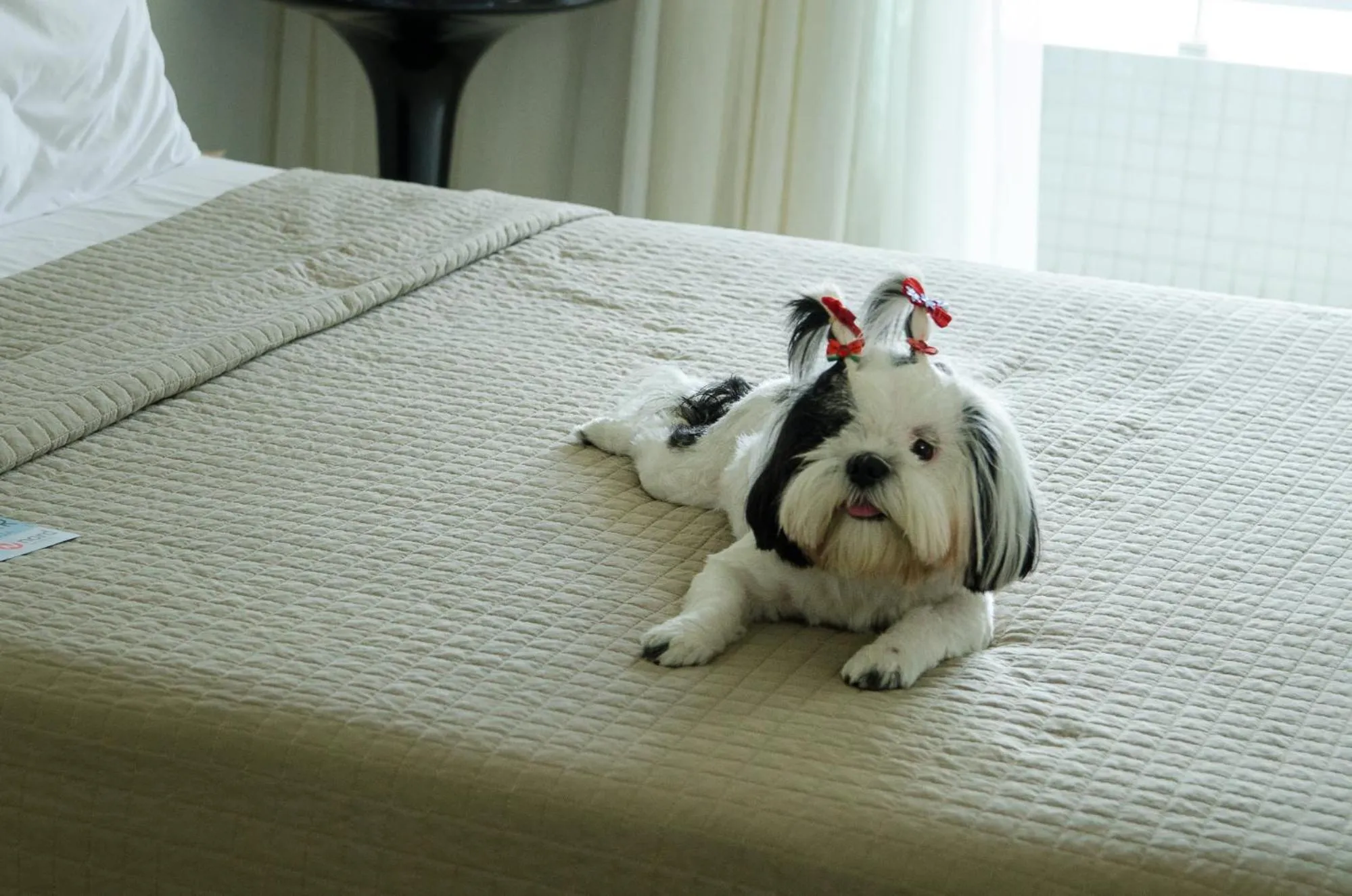 Pets in Nord Easy Green Sunset