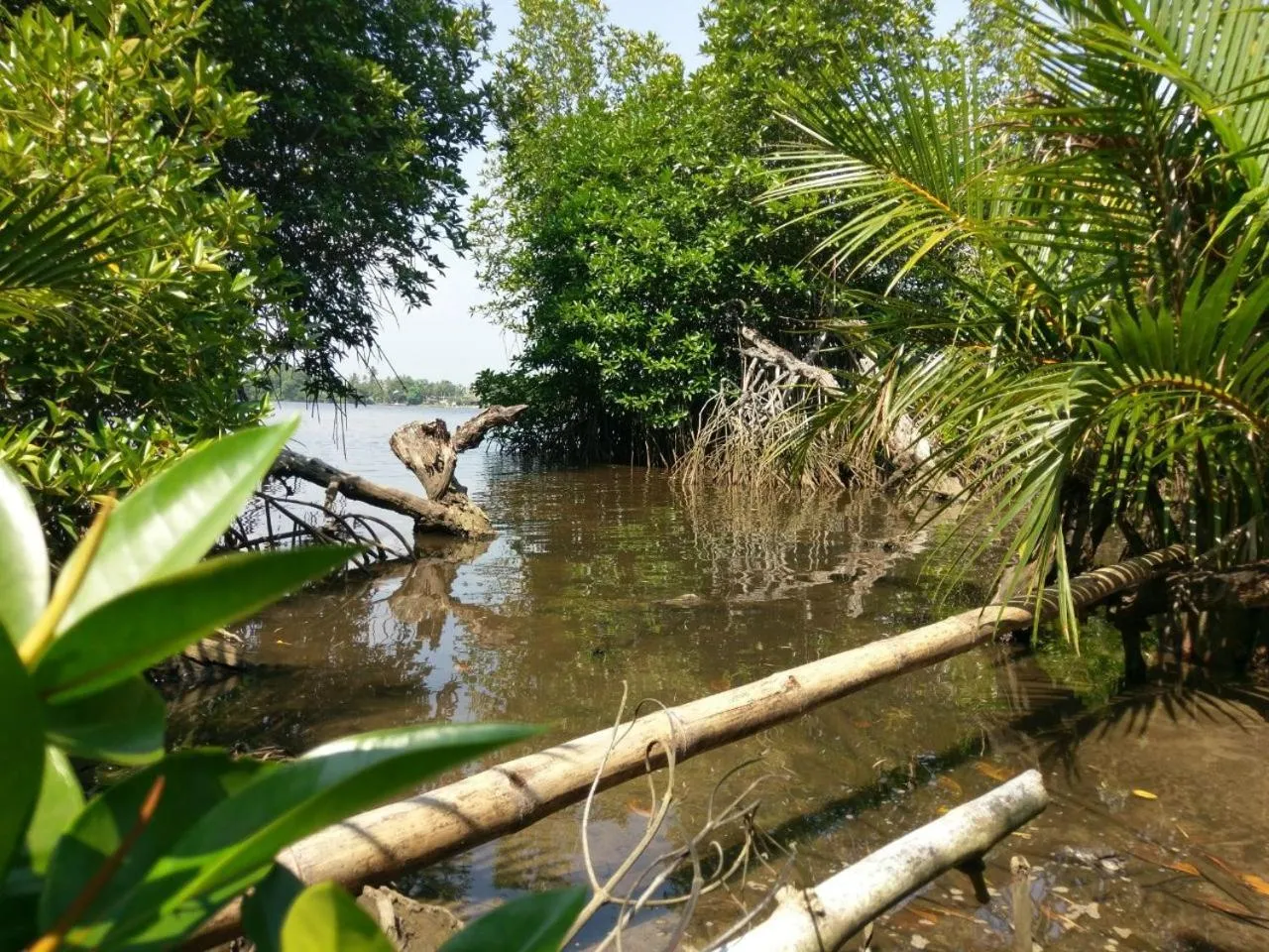 Natural landscape in Selavi Resort Bentota