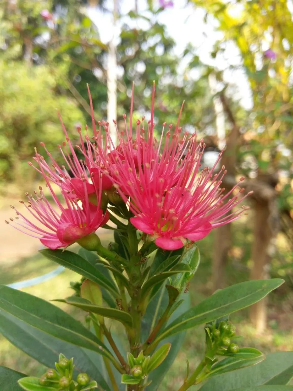 Garden in Selavi Resort Bentota