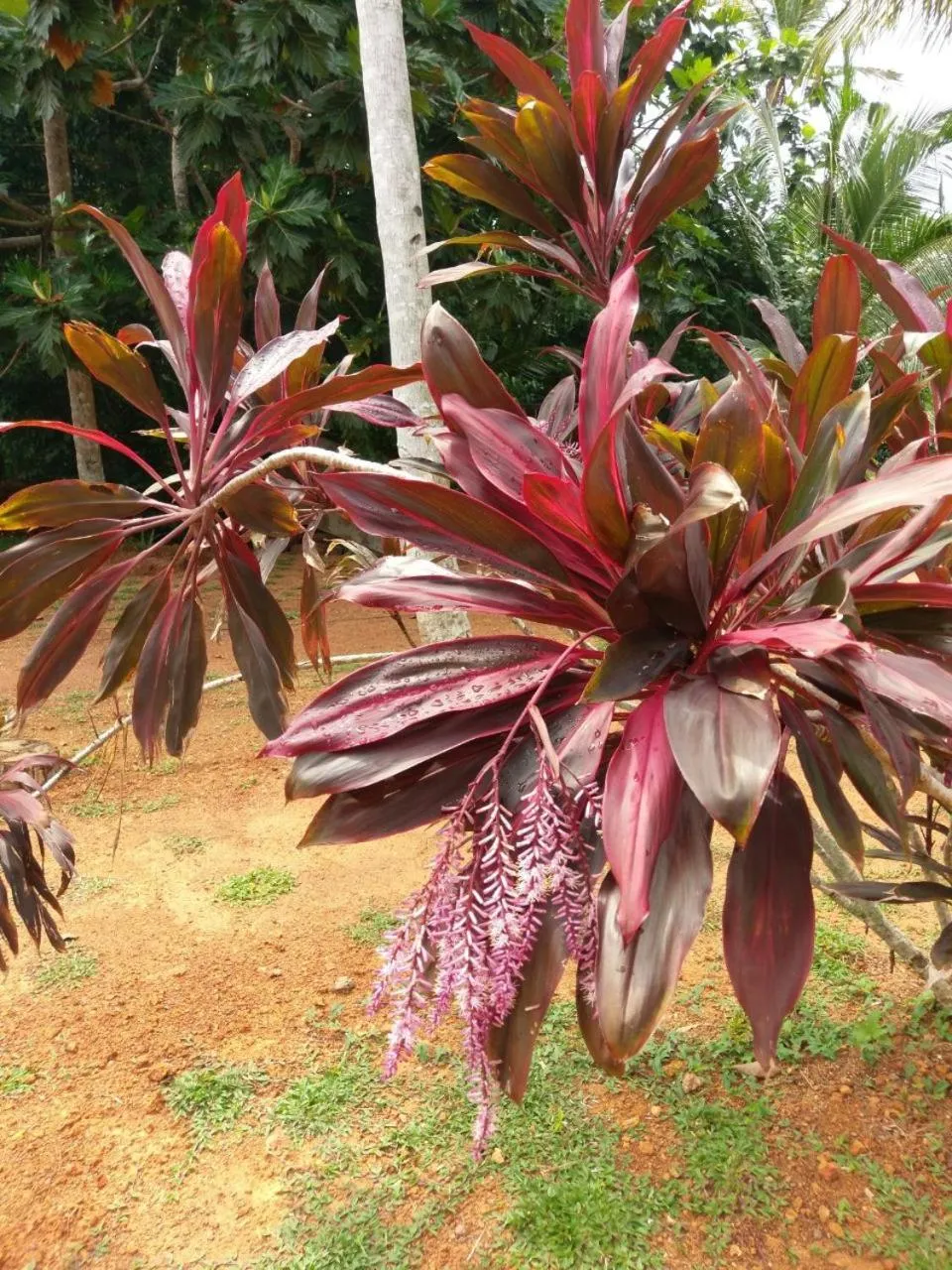 Garden in Selavi Resort Bentota
