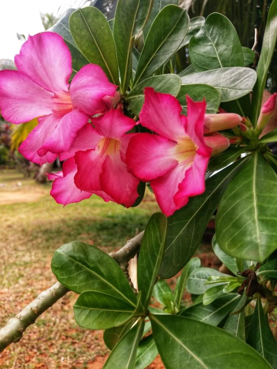 Garden in Selavi Resort Bentota