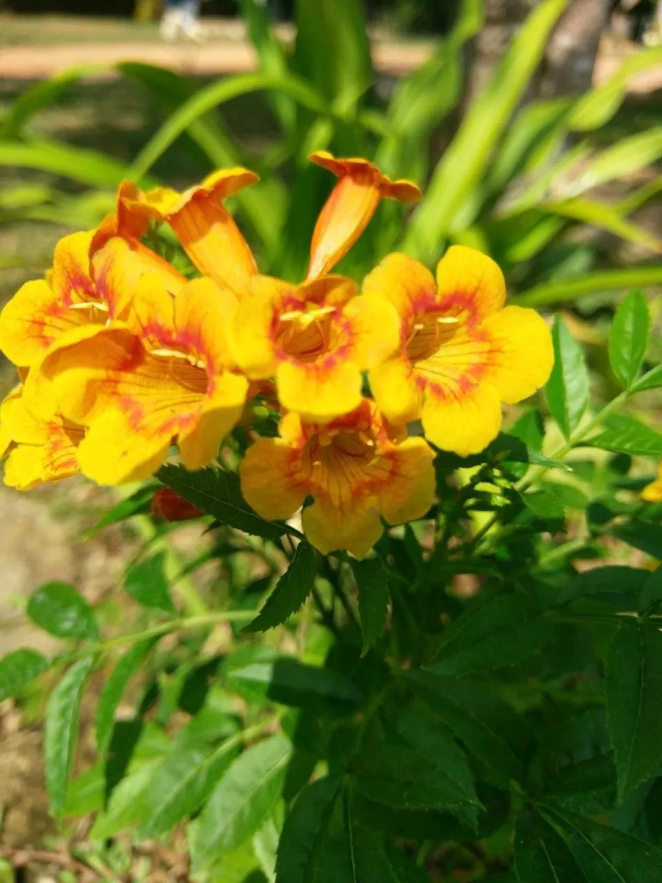 Garden in Selavi Resort Bentota