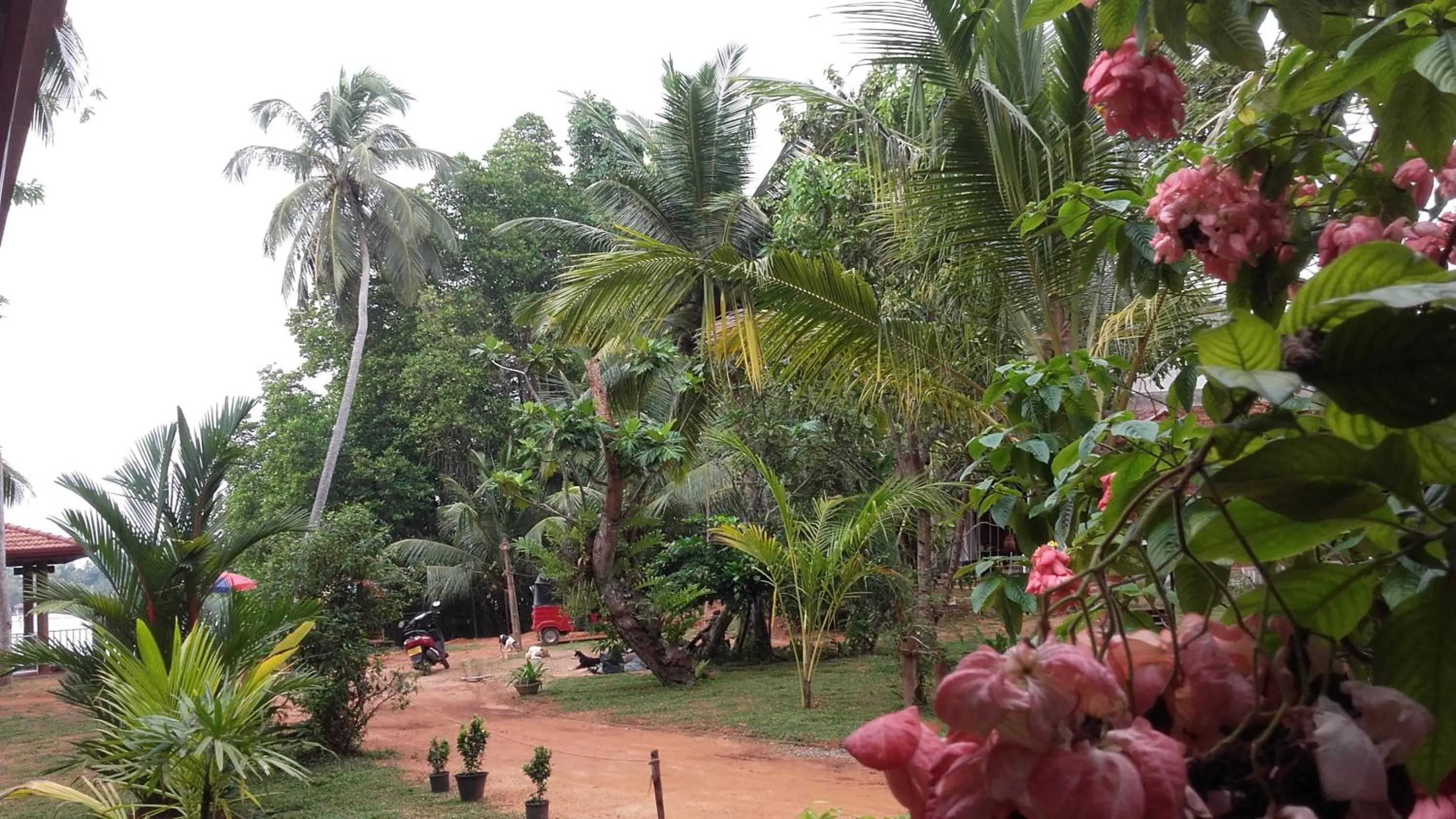Garden in Selavi Resort Bentota
