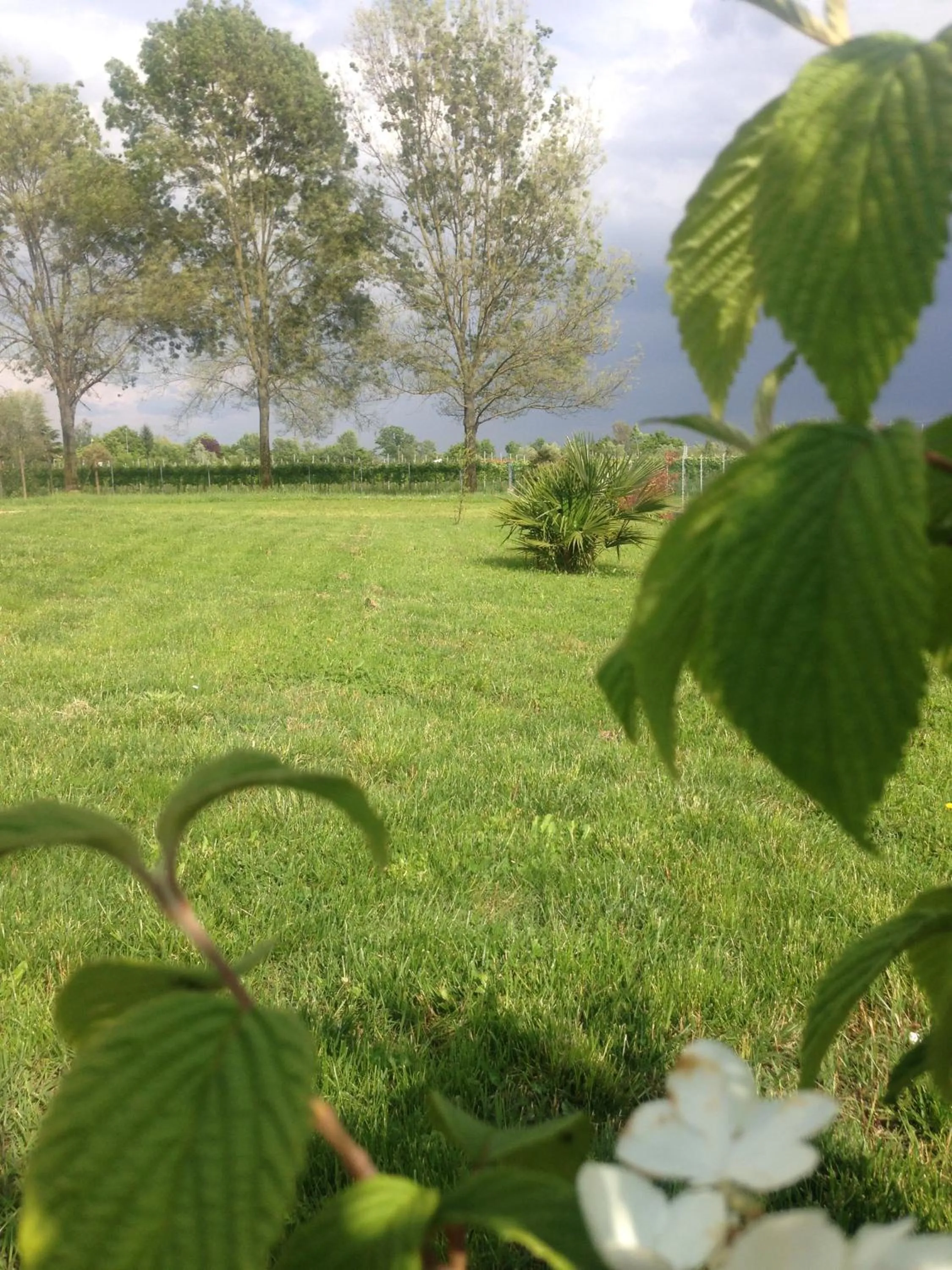 Garden in B&B Daniel