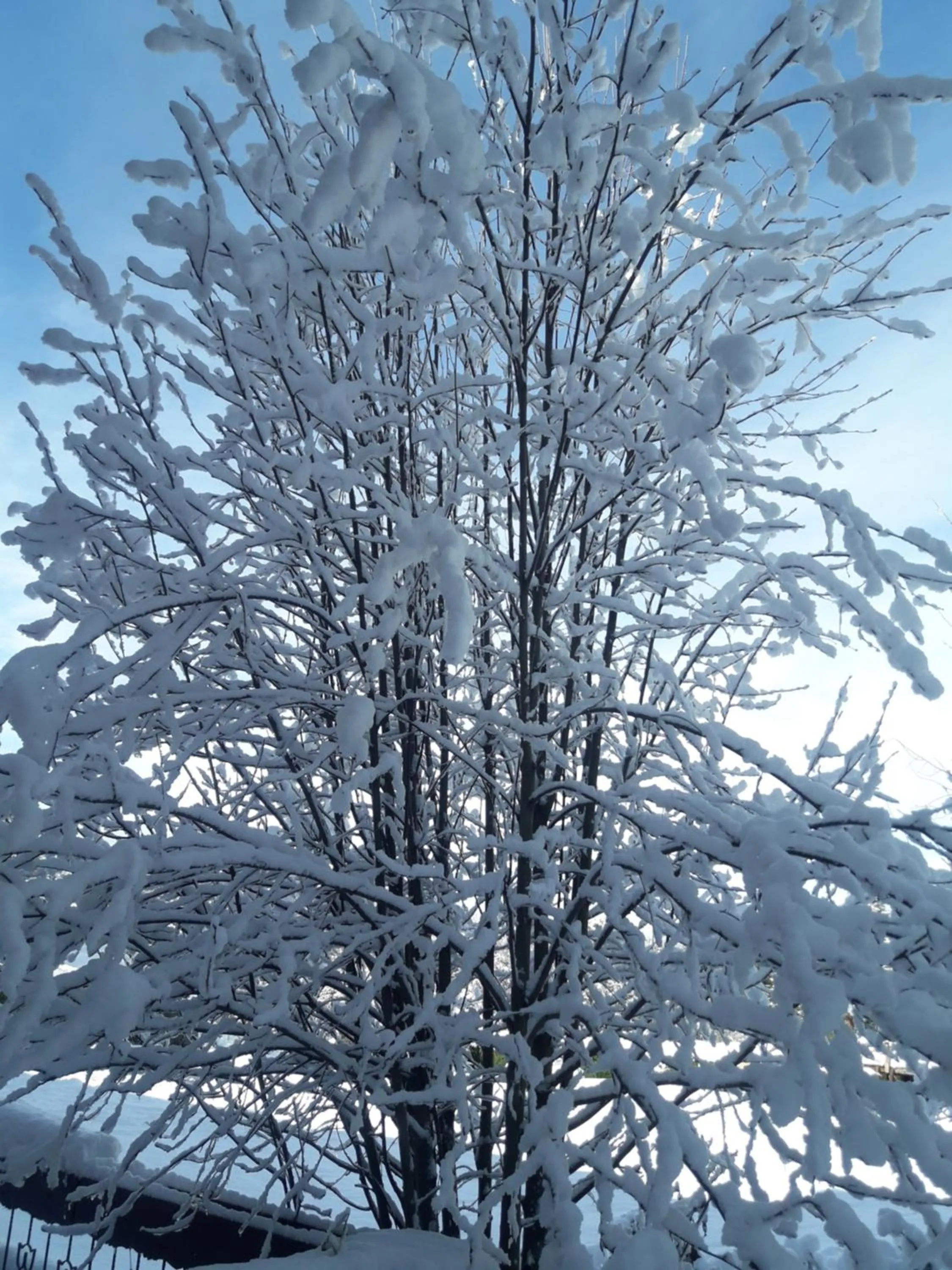 Garden in Le Bouquet Apart Hotel