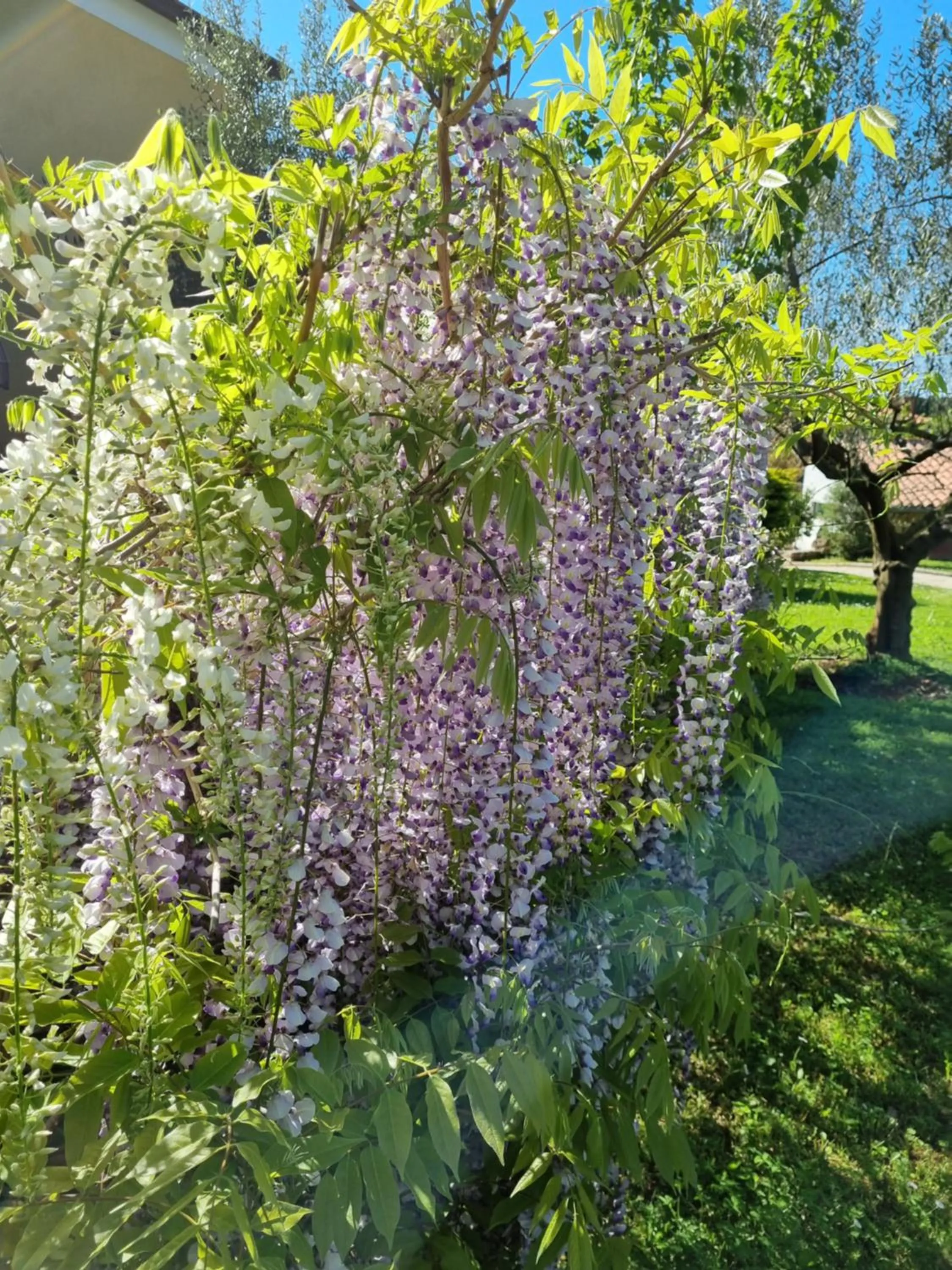 Spring in Hotel Zlatna Vala