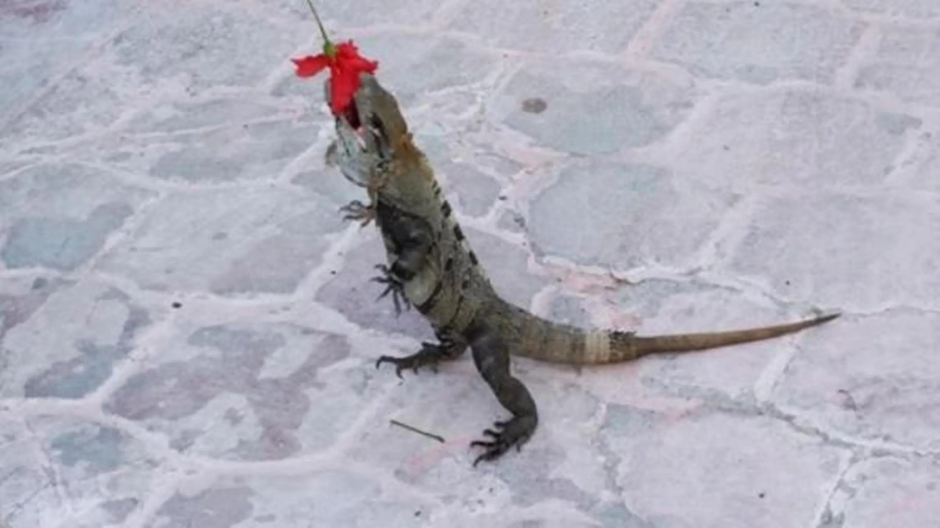 Animals in Aquatech Villas DeRosa Resort