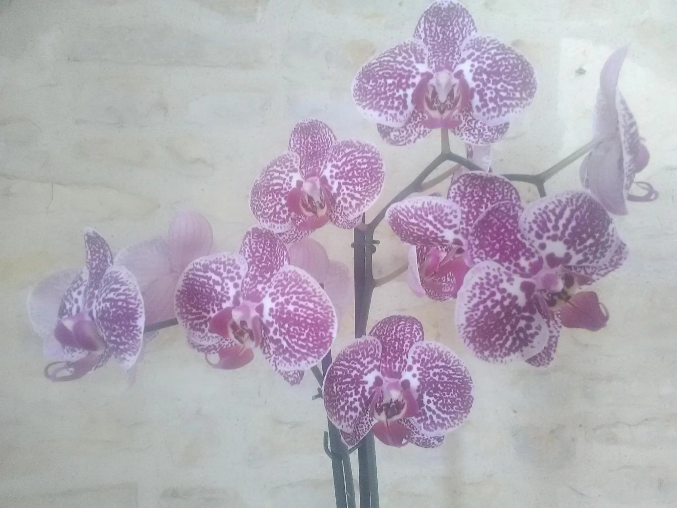 Decorative detail in Le Marais Picotin