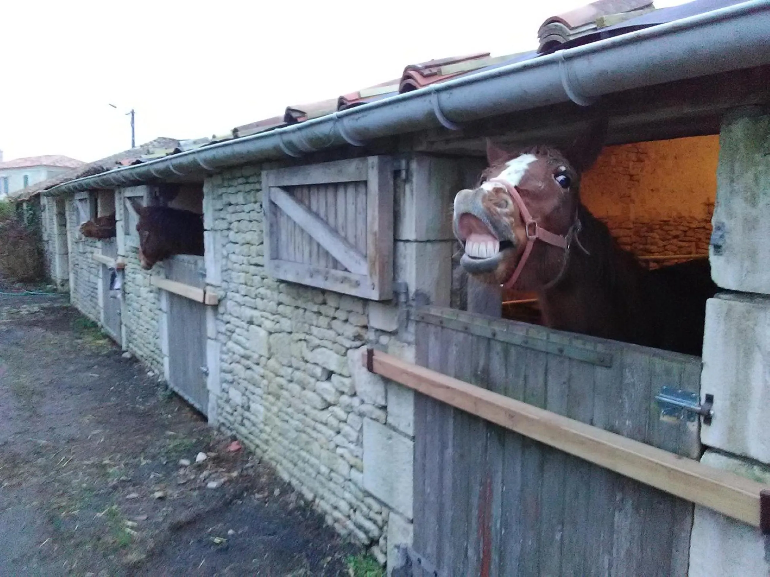 Animals in Le Marais Picotin