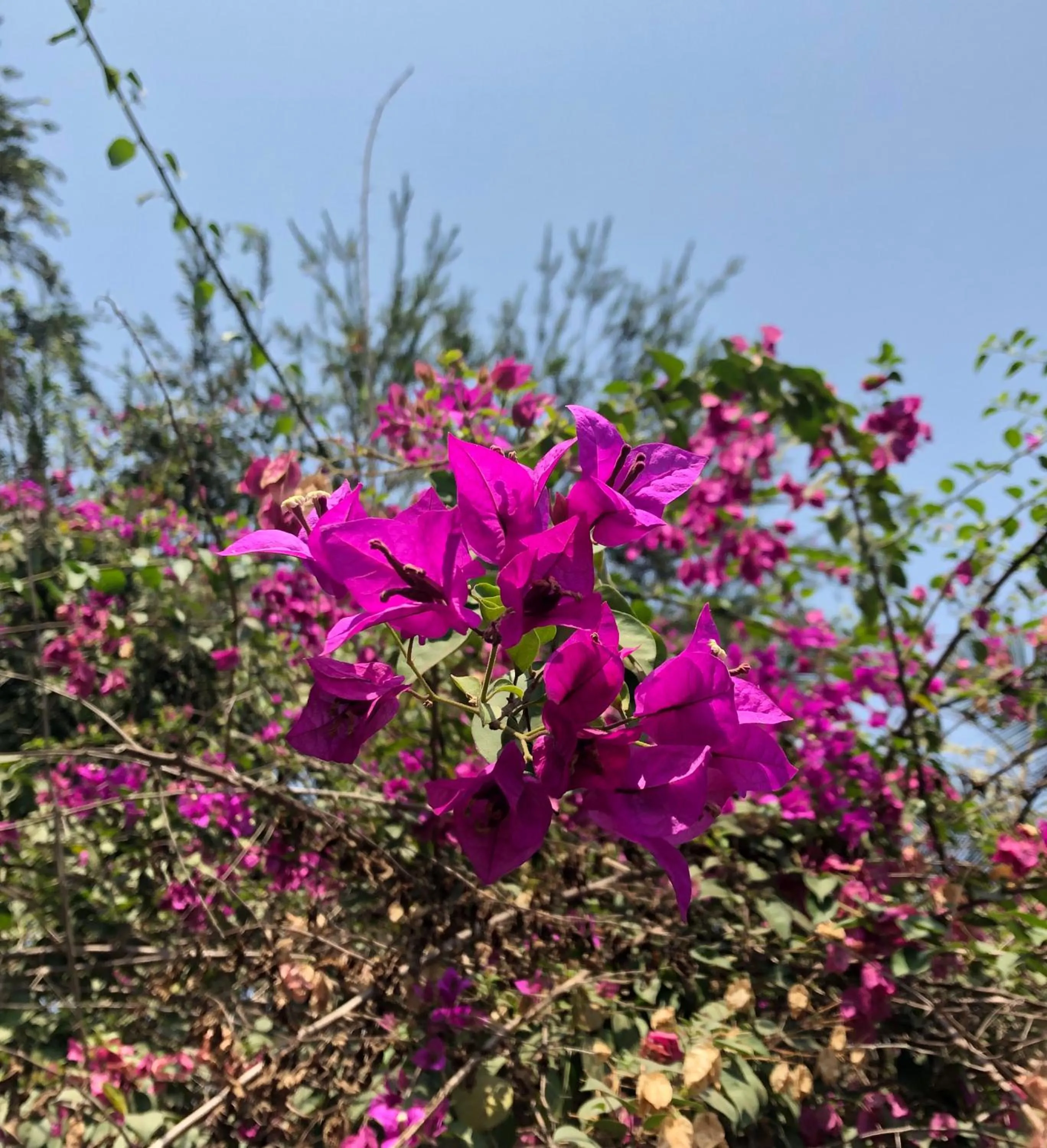 Garden in Resort Primo Bom Terra Verde