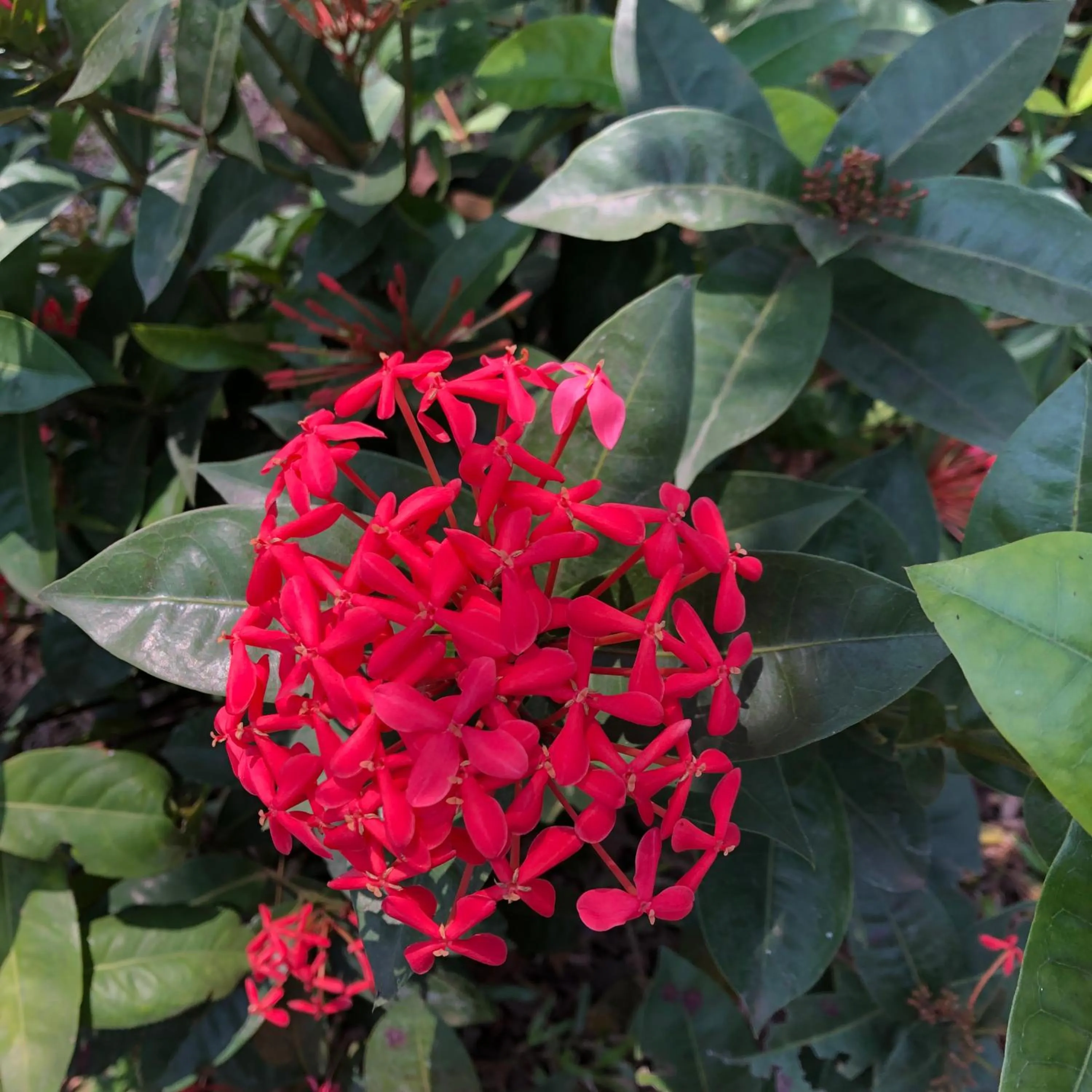 Garden in Resort Primo Bom Terra Verde