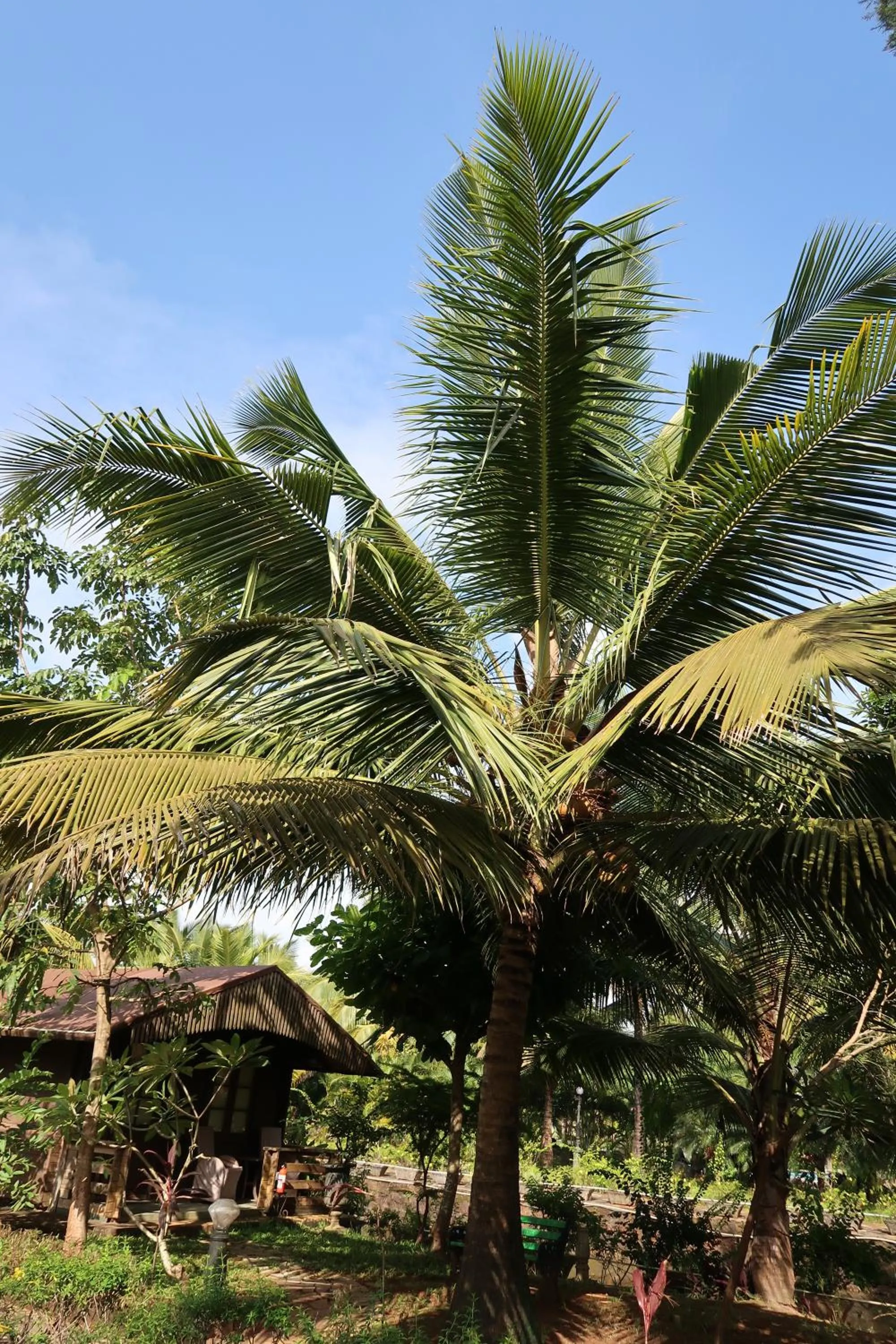 Garden view in Resort Primo Bom Terra Verde
