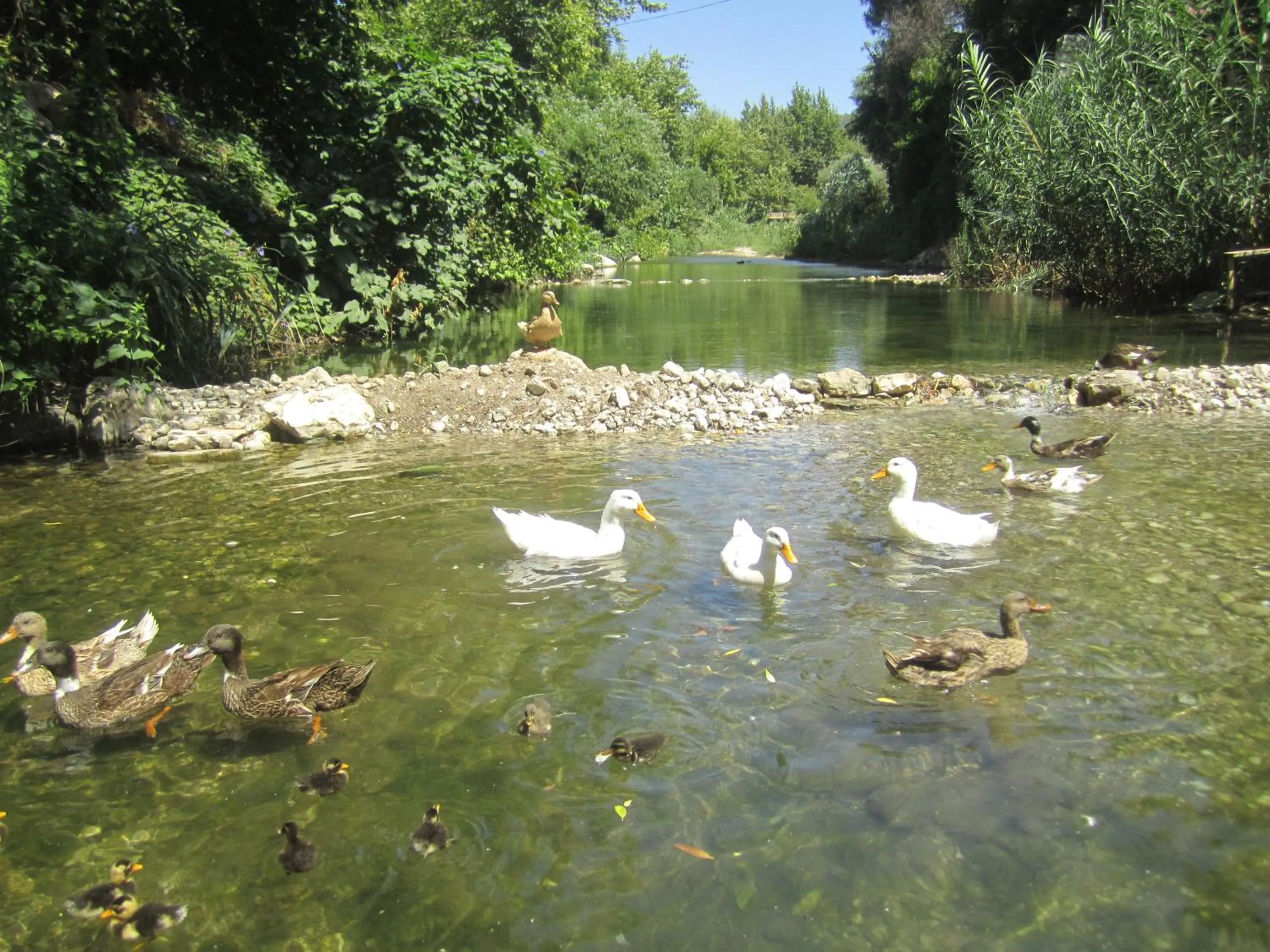 Garden in Arikanda River Garden Hotel