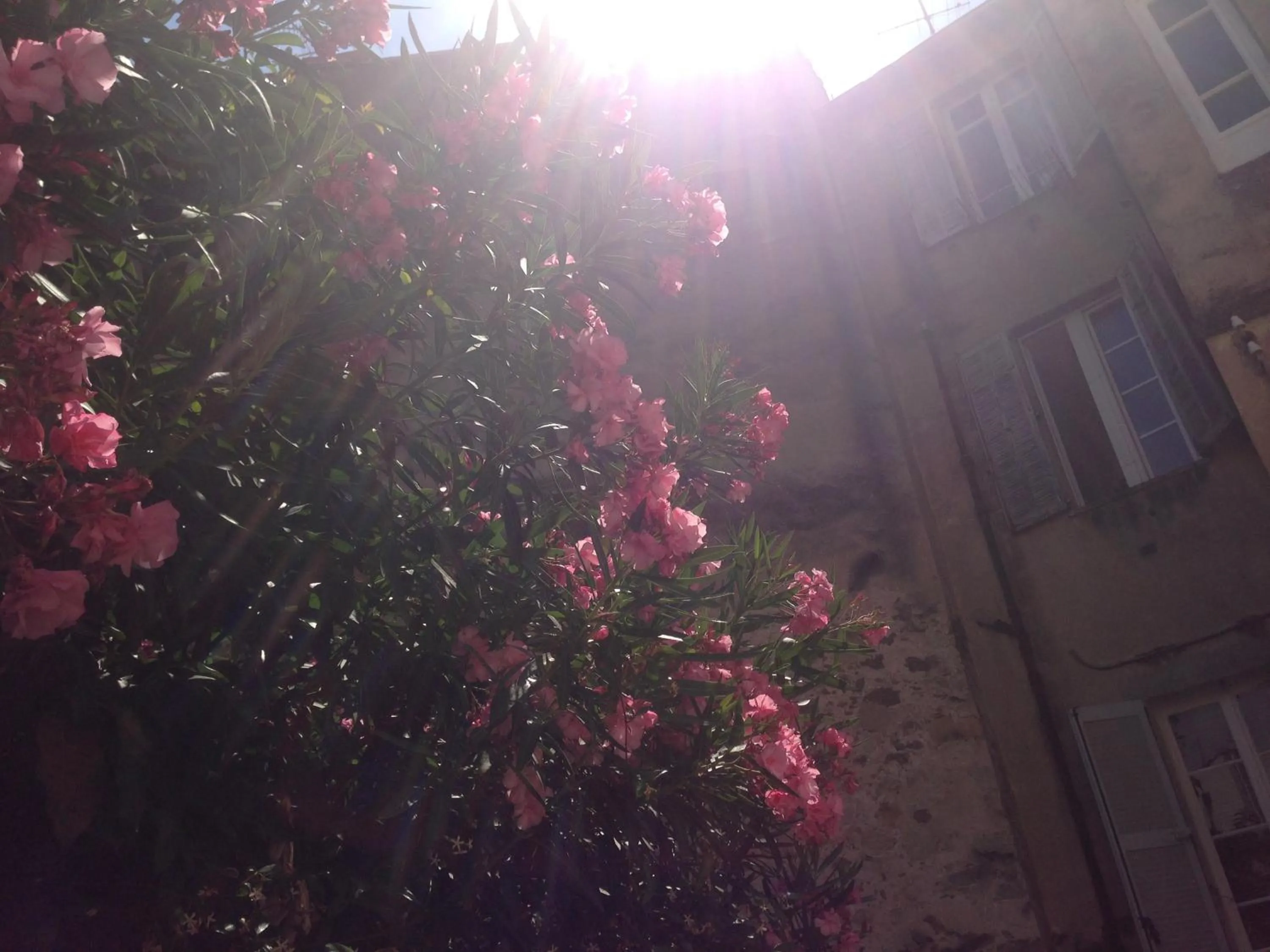 Decorative detail in Chanteclair