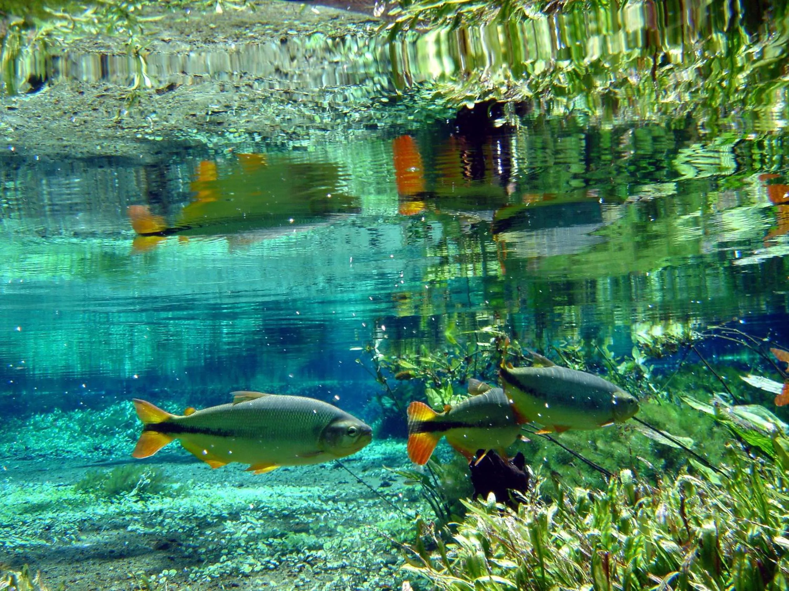 Natural landscape in Pousada Jubaia