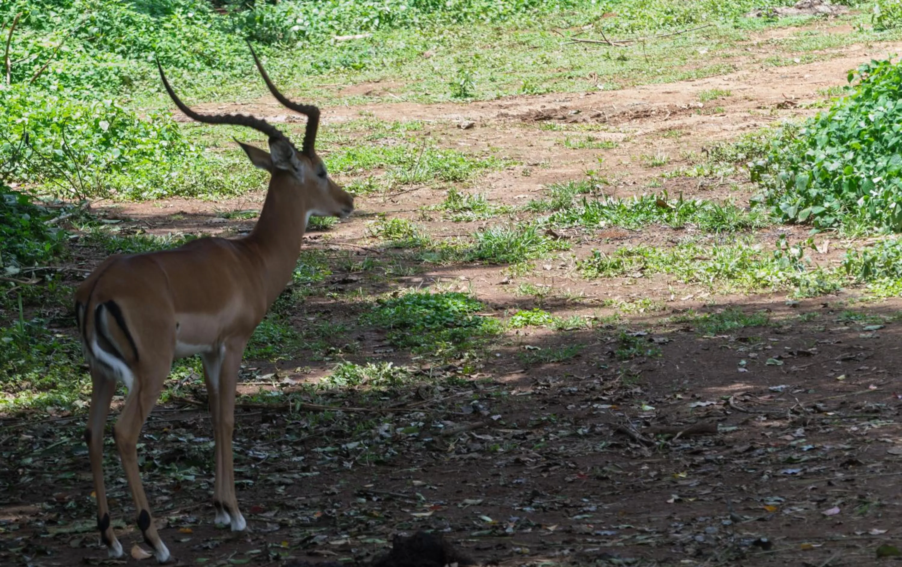 Animals in Buvi Lodge Limited