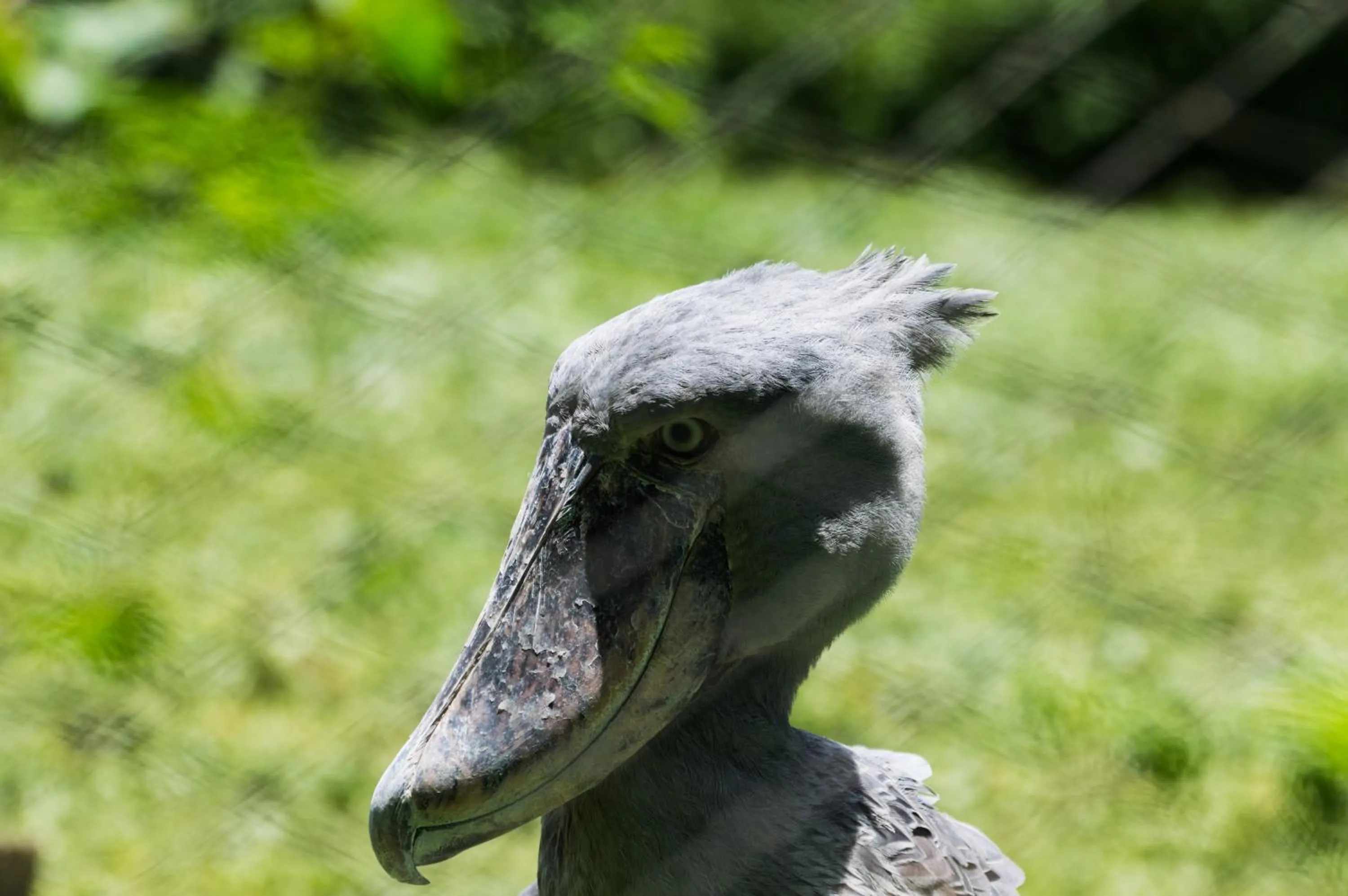 Animals in Buvi Lodge Limited