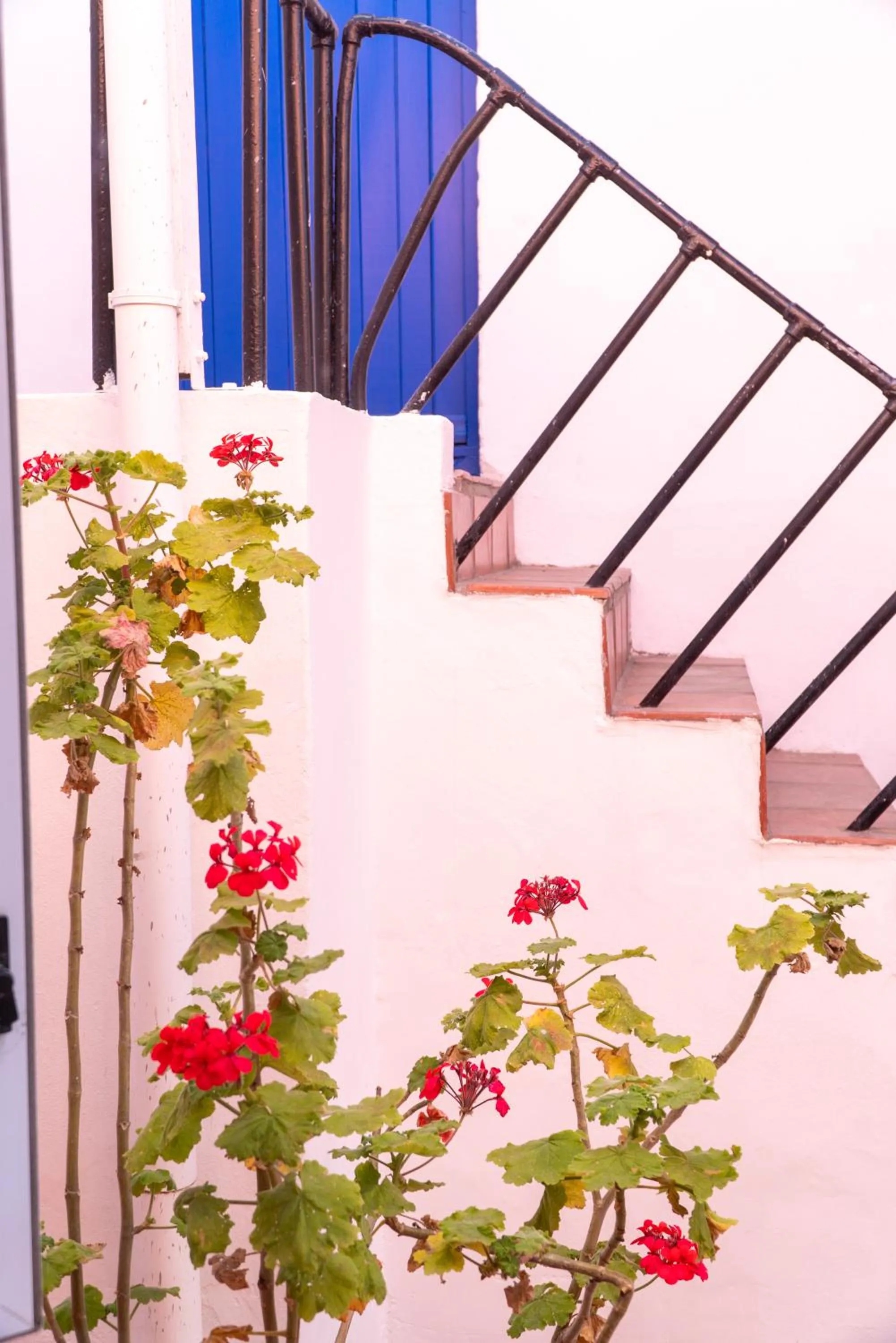 Garden in Villa Viva Cape Town