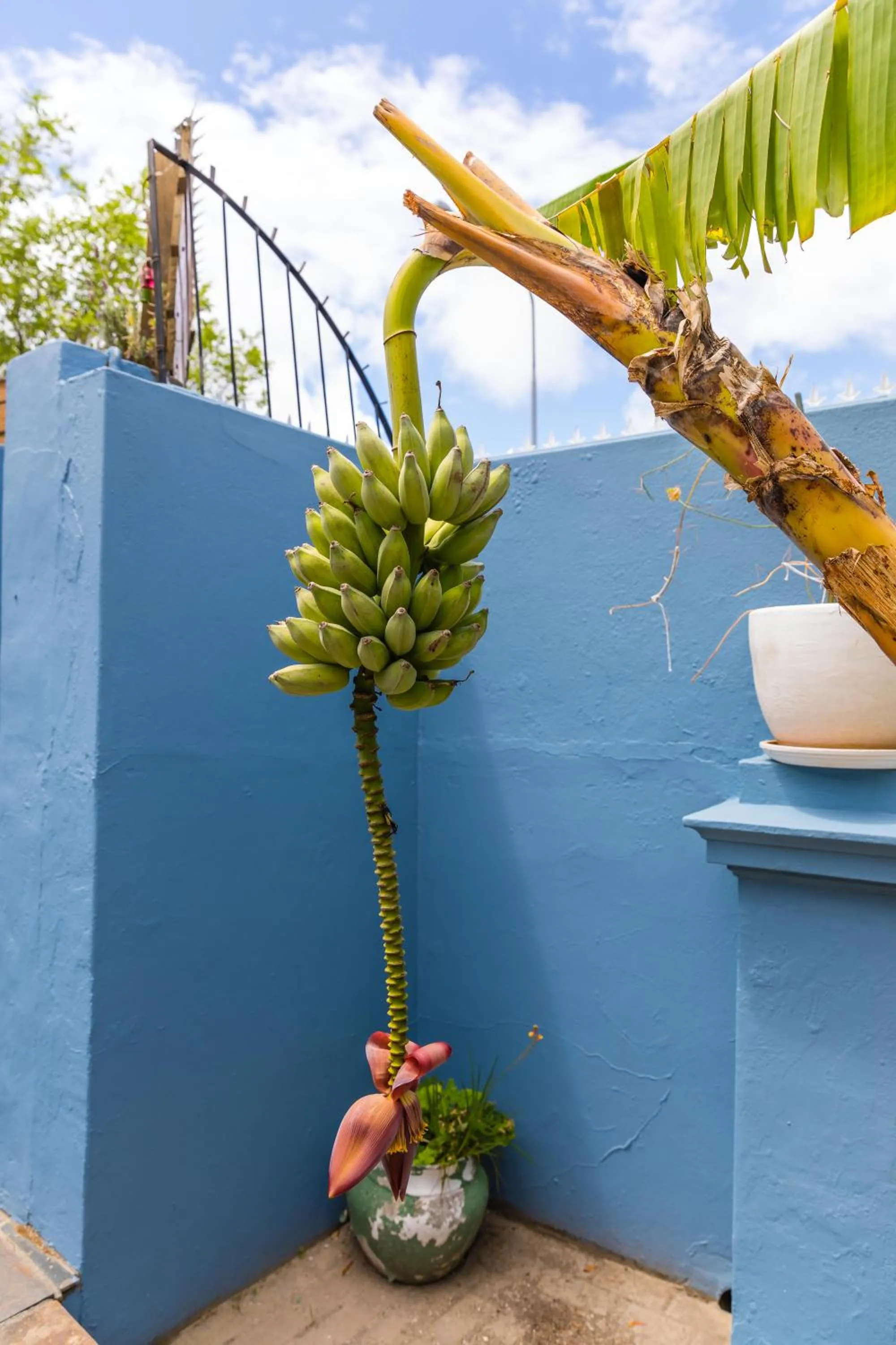 Balcony/Terrace in Villa Viva Cape Town
